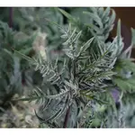 Mentha de Croco Fern-Type - 5 Stück Regular