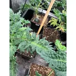 Mentha de Croco Fern-Type - 5 Stück Regular