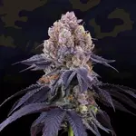 Lemon Coconut Fat Bomb - 6 Stück