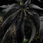 Sunset Cherries - 6 Stück