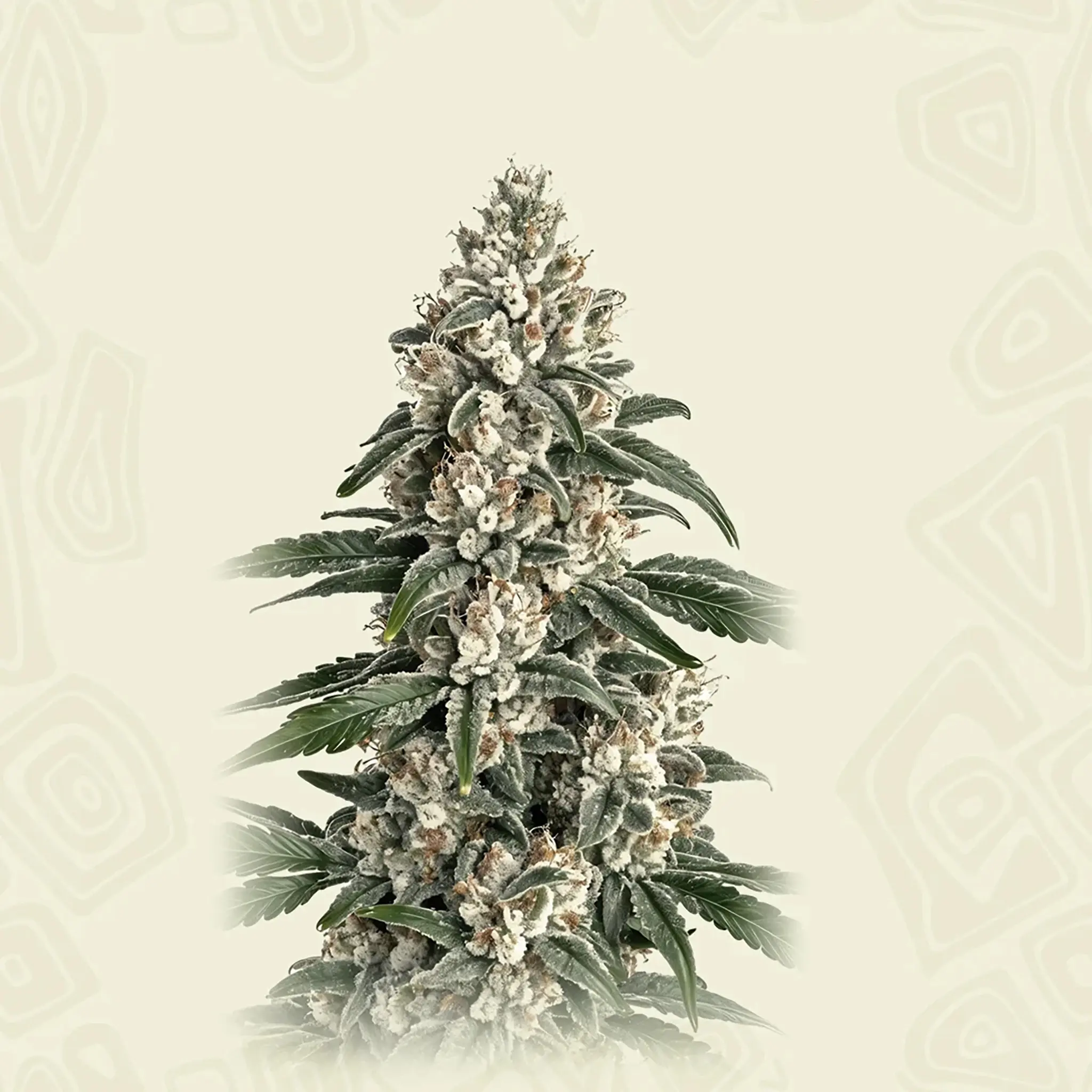 Cherry Black Lime Reserve-10 Stück