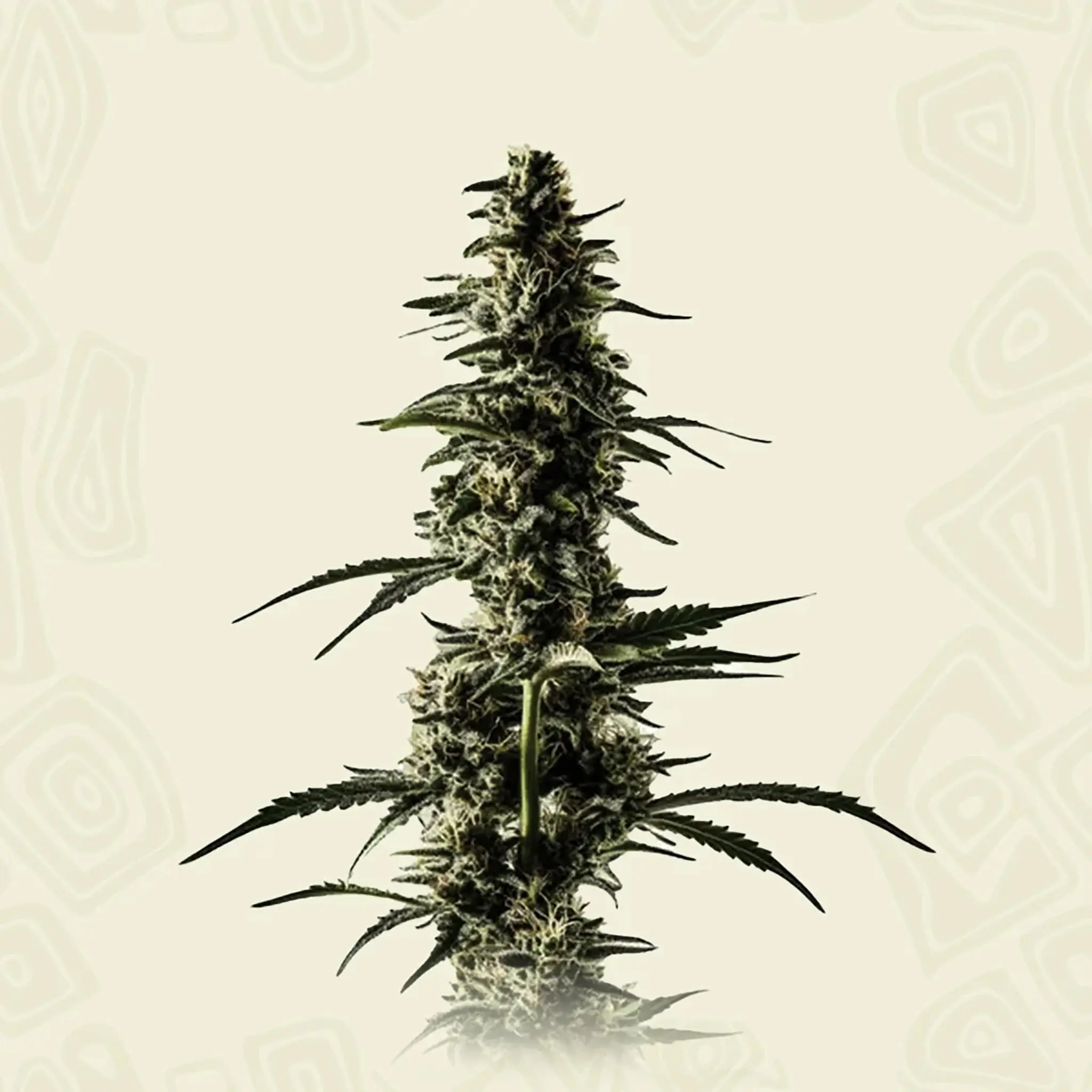 Lemon Skunk-5 Stück