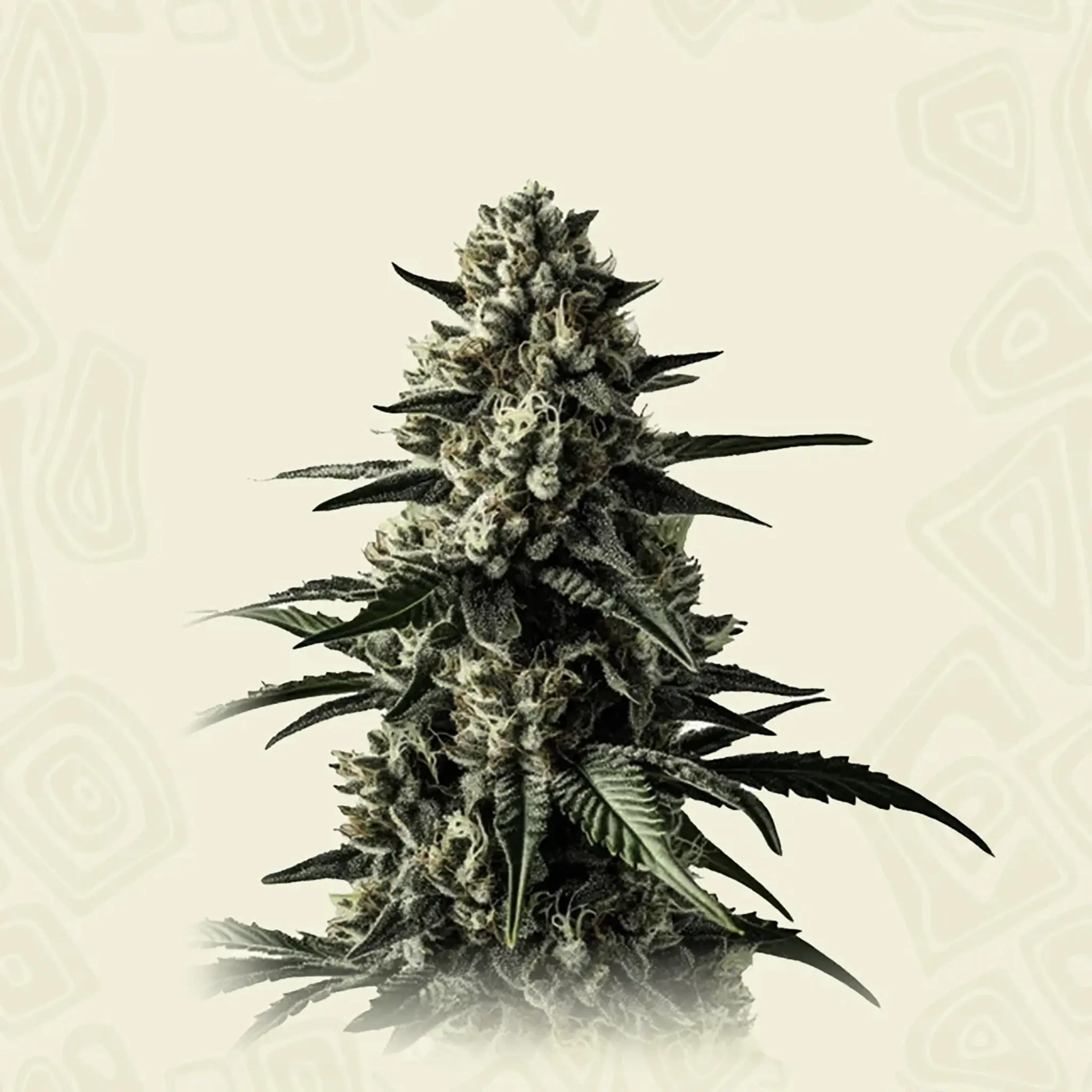 Mango Haze-3 Stück