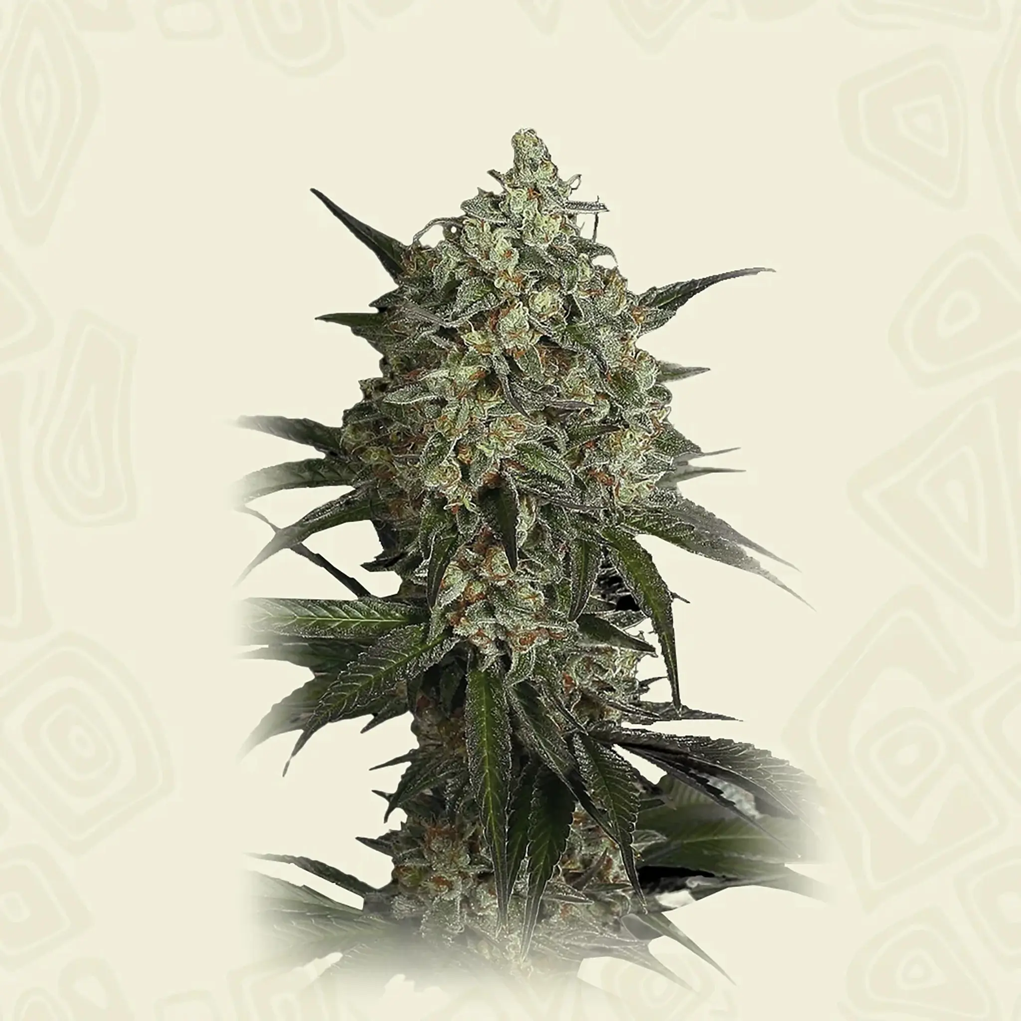 Sour Diesel-5 Stück
