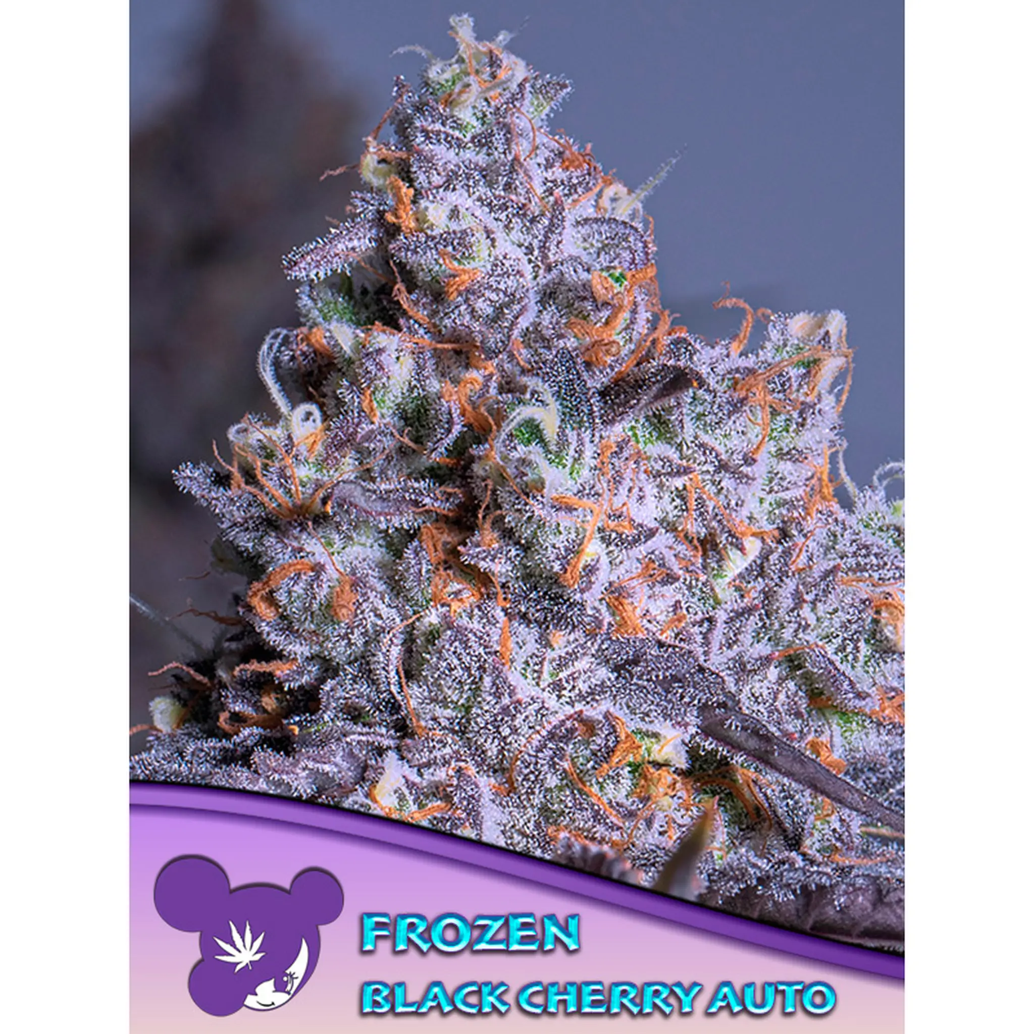 Frozen Black Cherry Auto-3 Stück