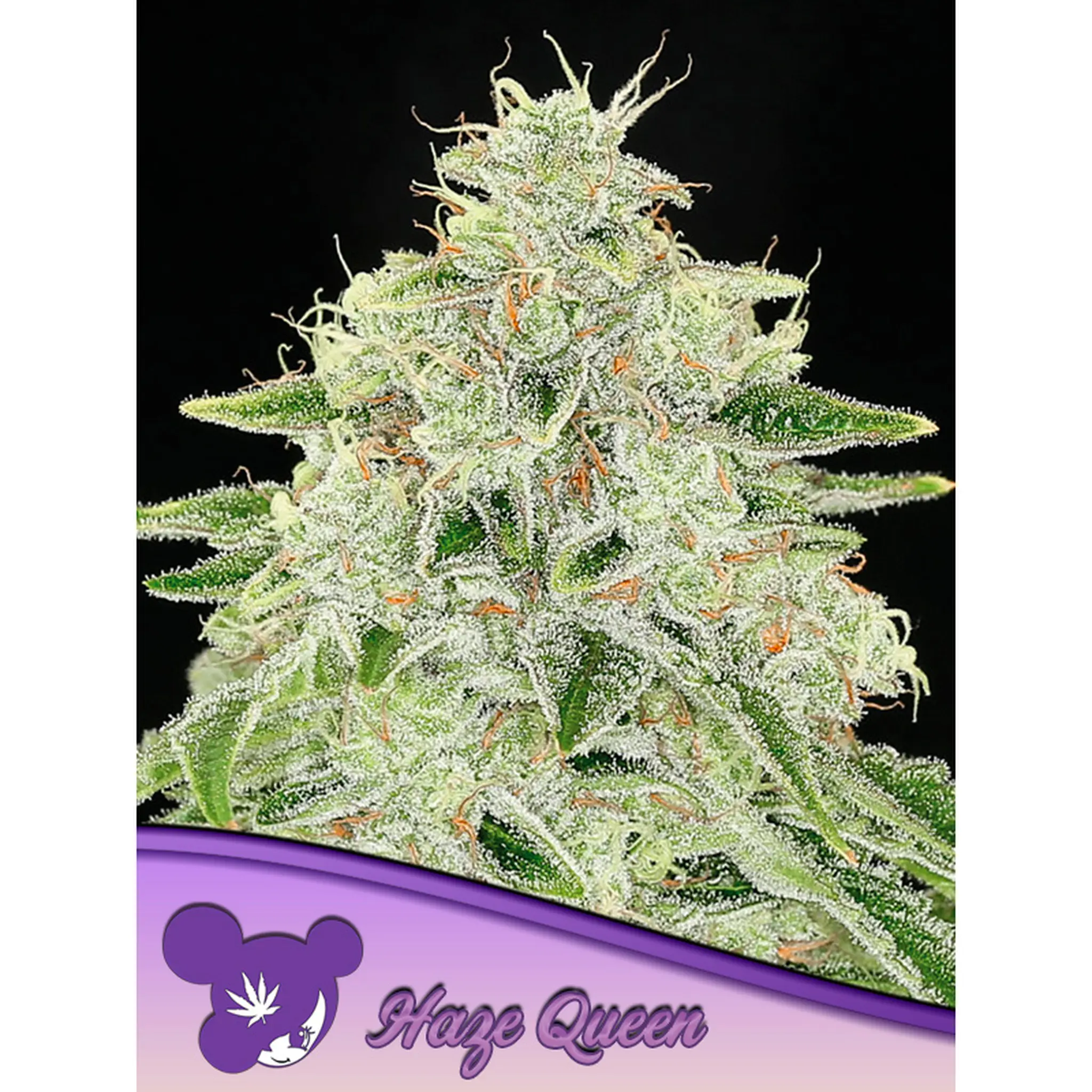 Haze Queen-3 Stück