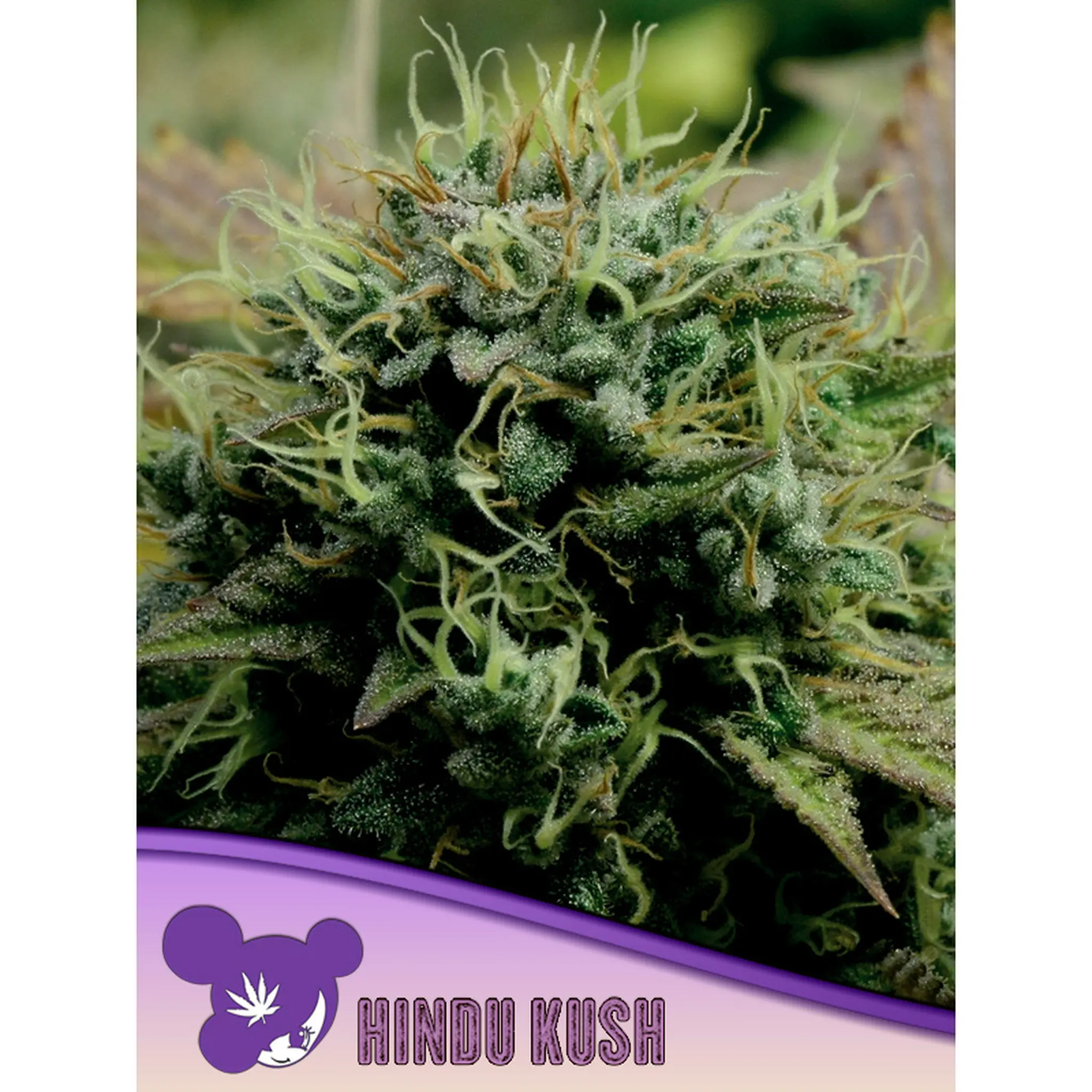 Hindu Kush Landrace-3 Stück