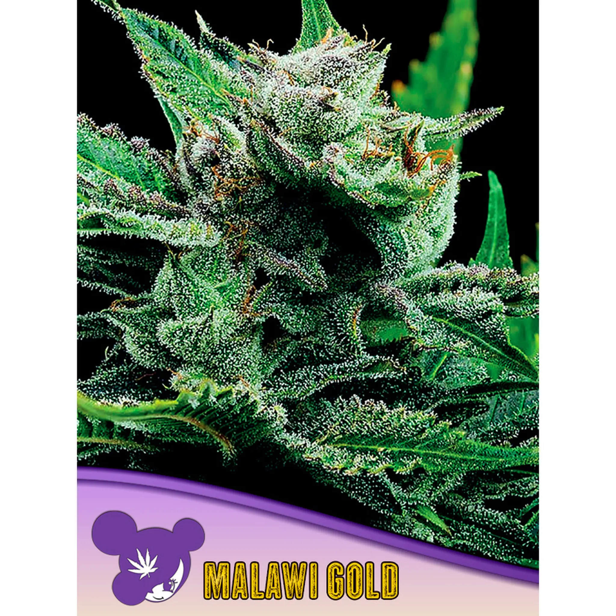Malawi Gold Landrace-3 Stück