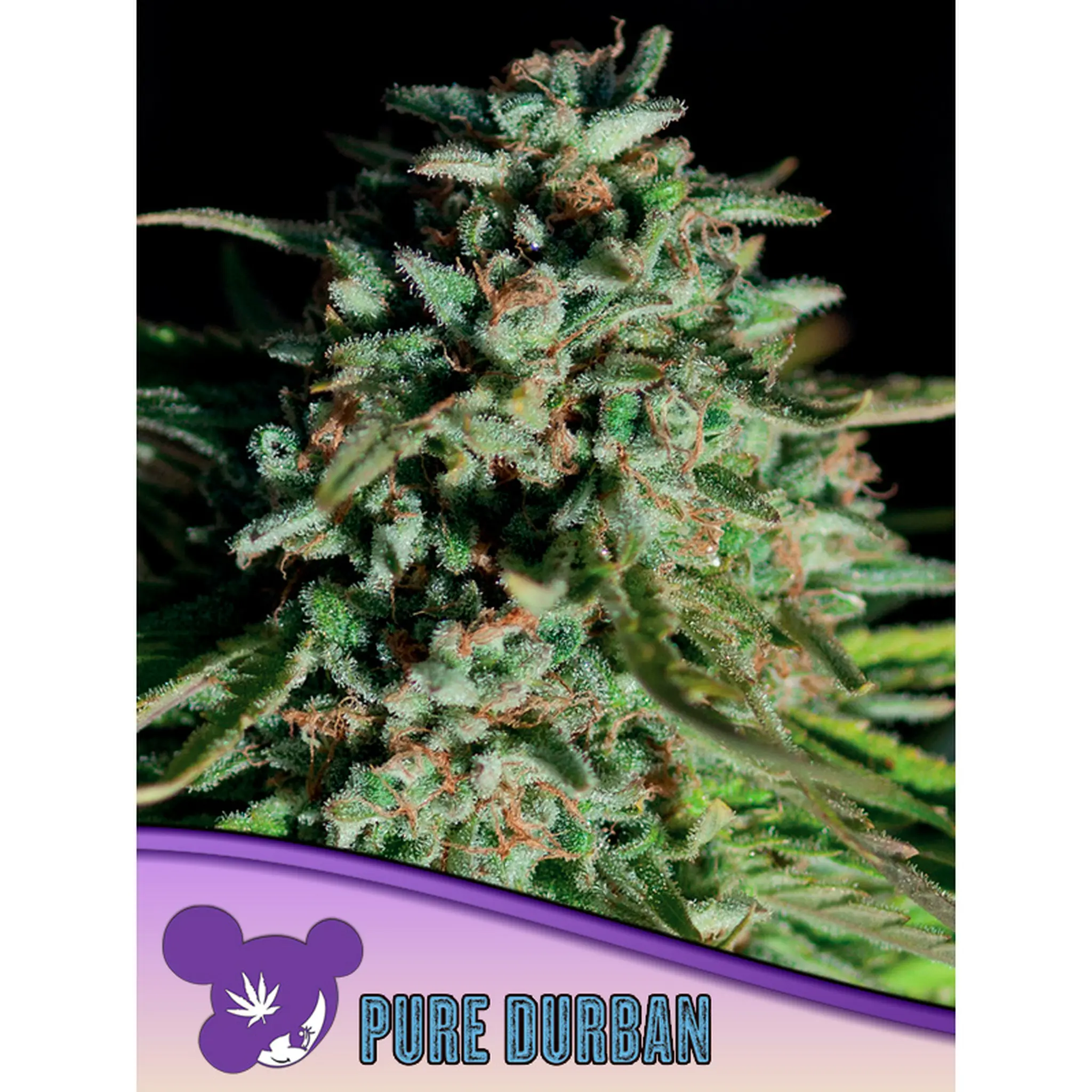 Pure Durban Landrace-3 Stück
