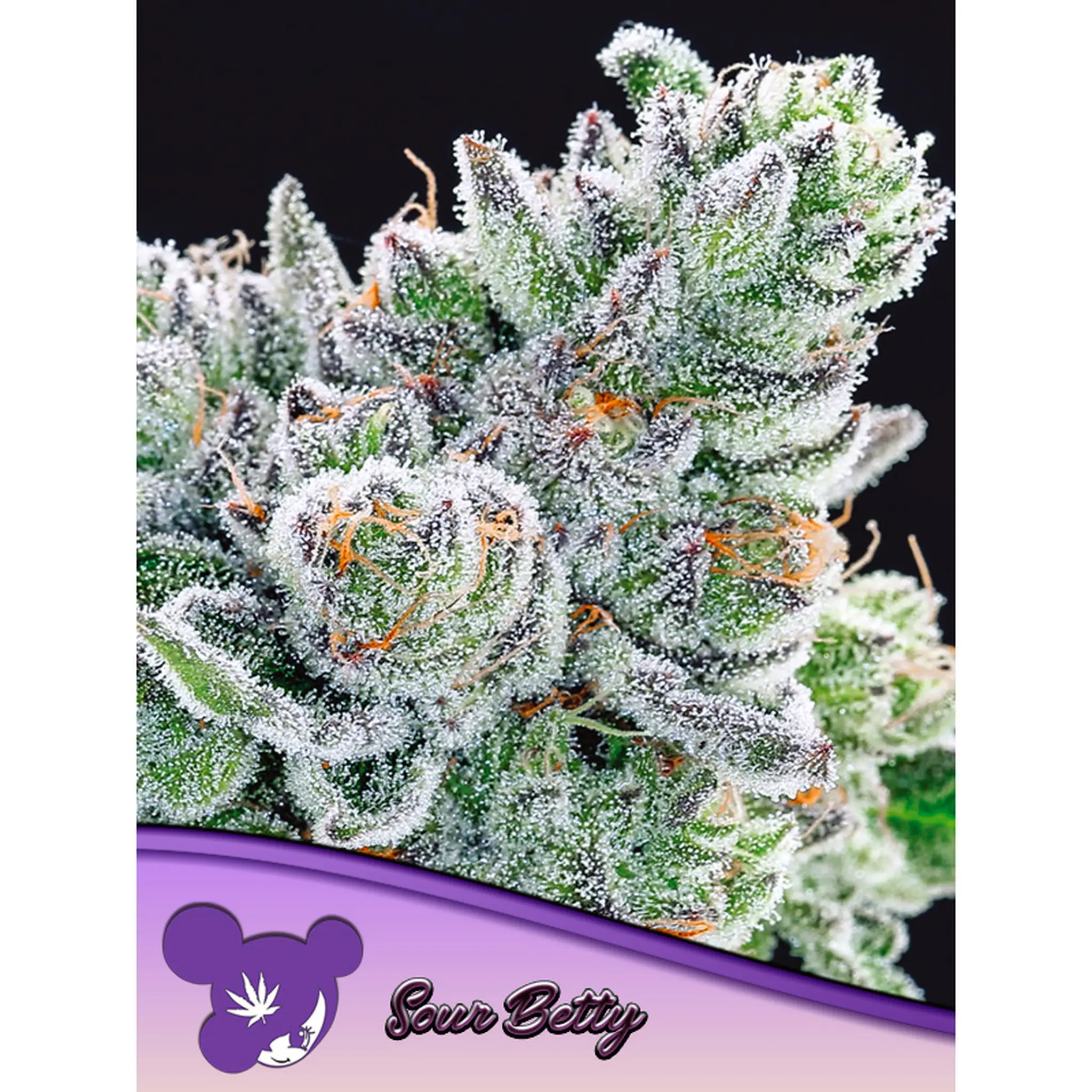 Sour Betty-3 Stück