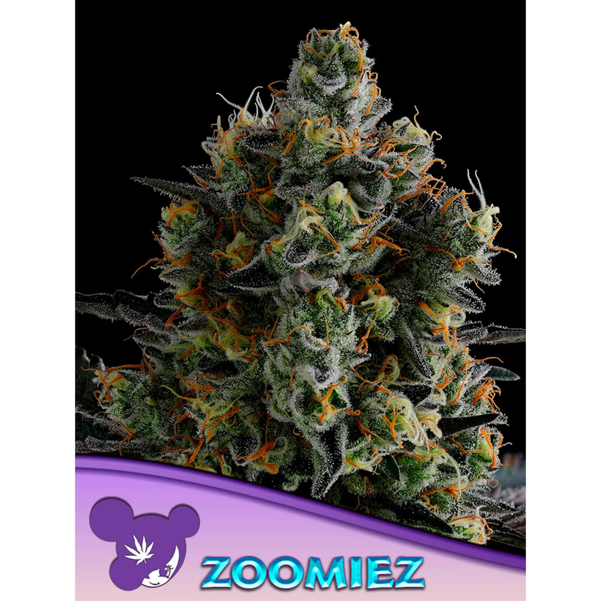 Zoomiez-3 Stück