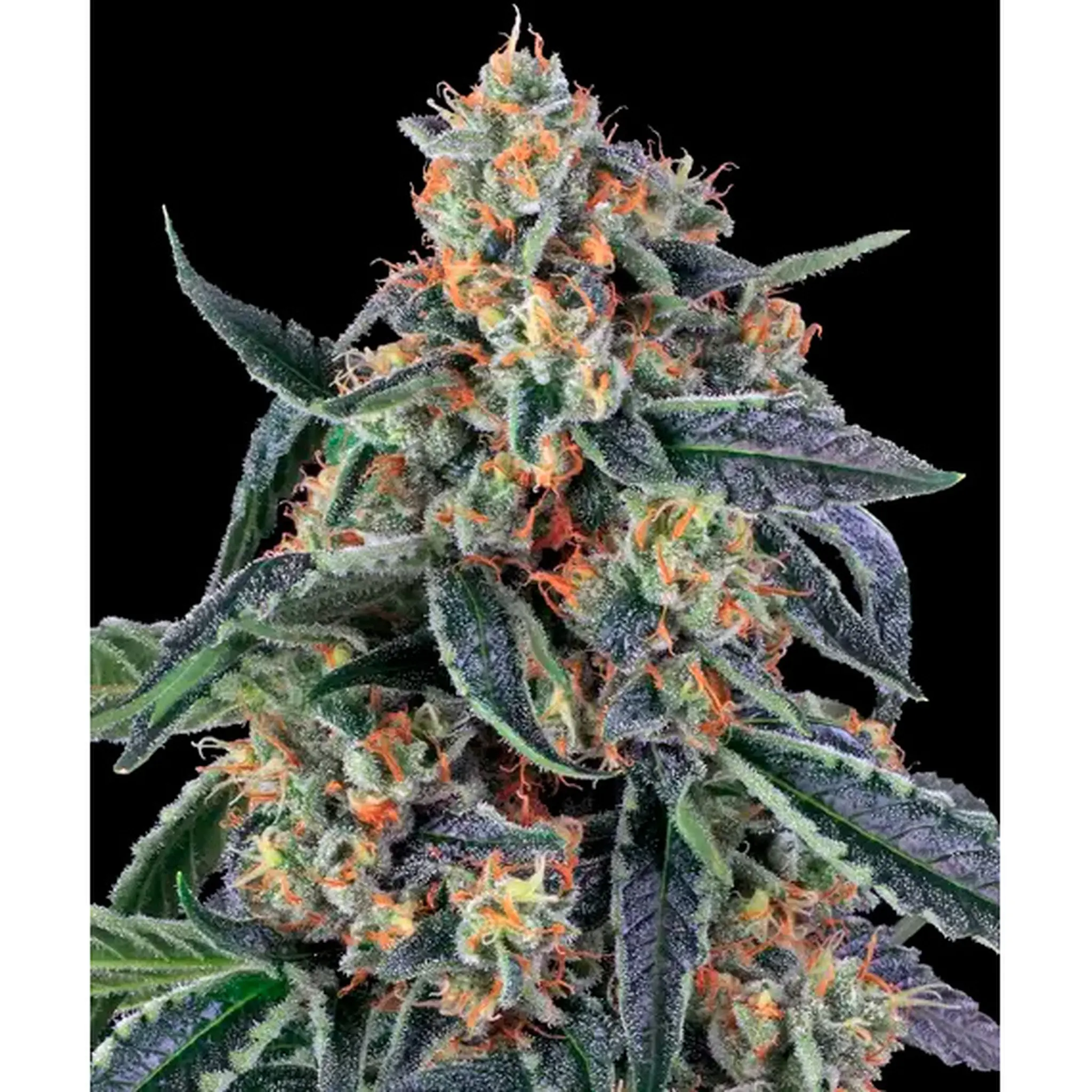 Cookies Kush-3 Stück