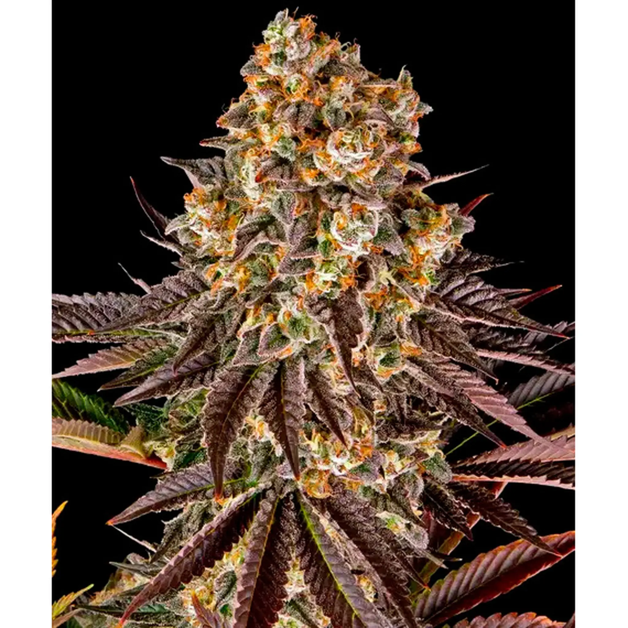 Gelato #45-3 Stück