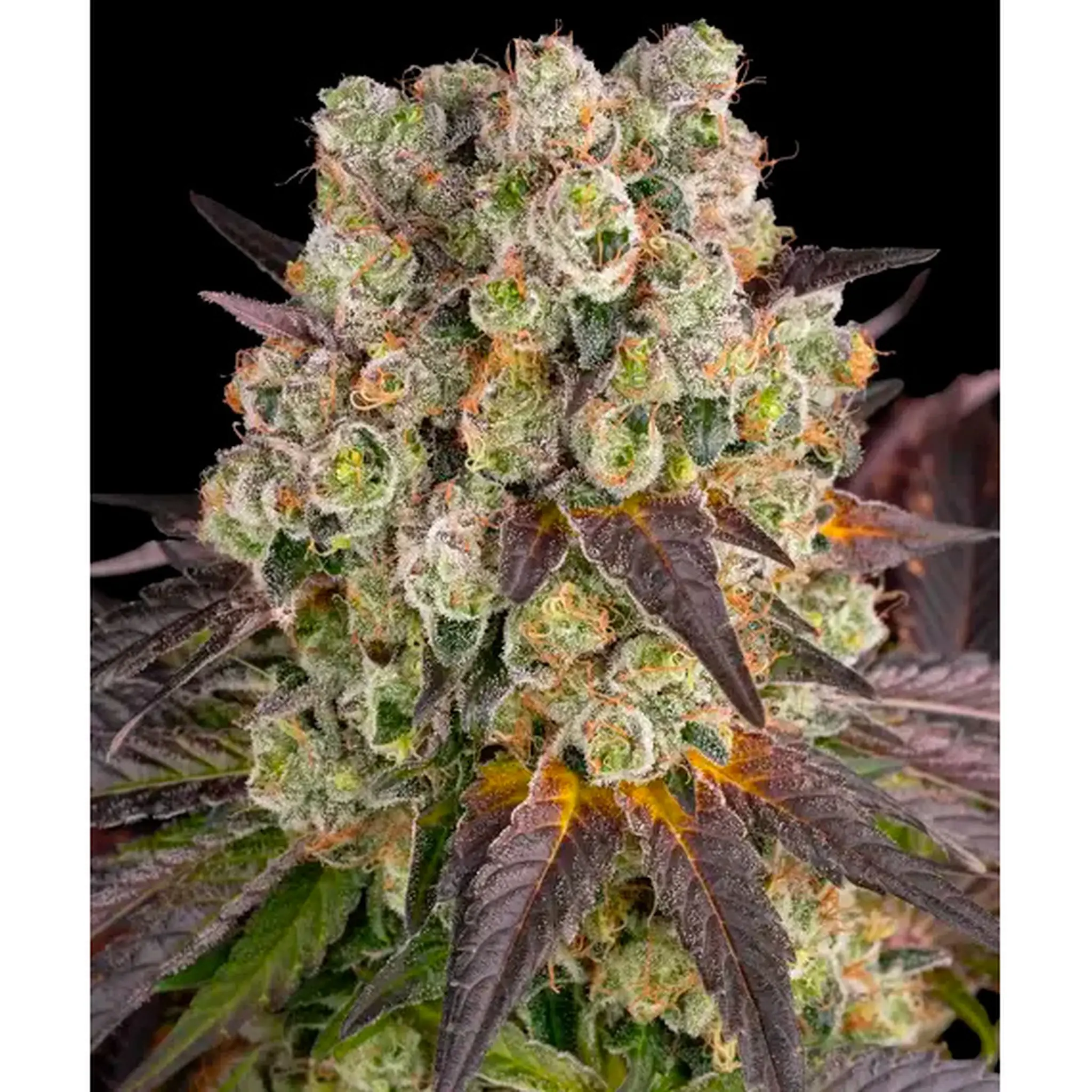 Purple Punch x Lemon Drizzle-3 Stück