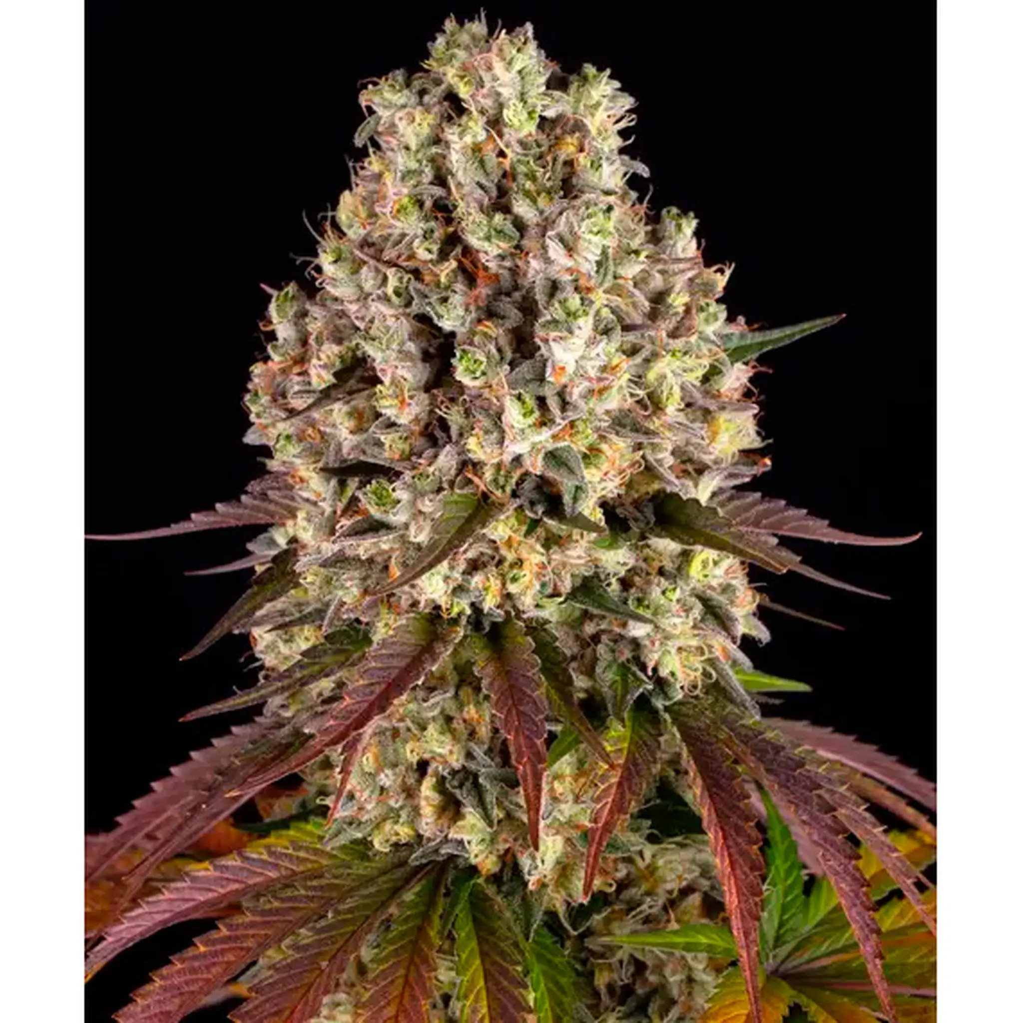 Sour Diesel-3 Stück