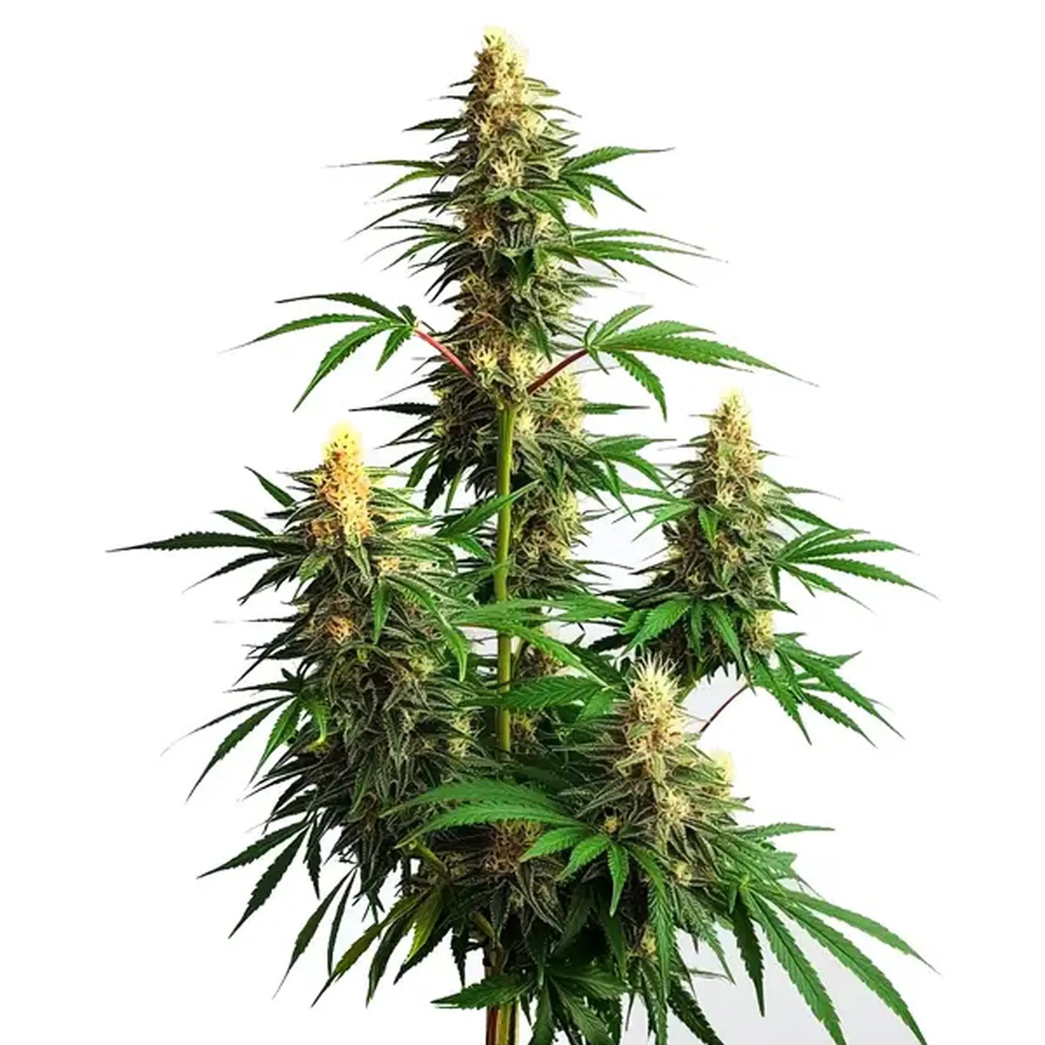 Amnesia Haze Auto-3 Stück