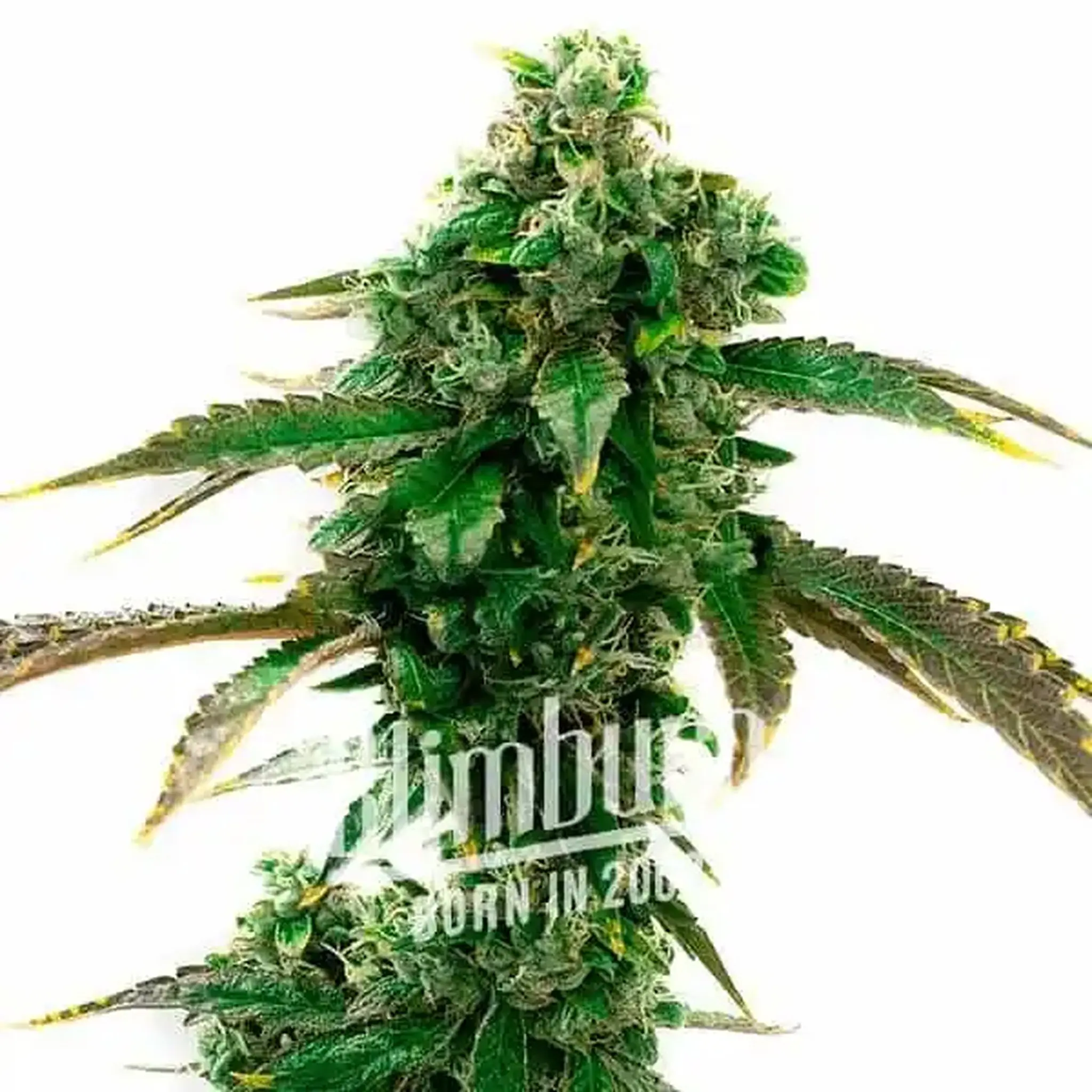 Blue Cheese Auto-3 Stück