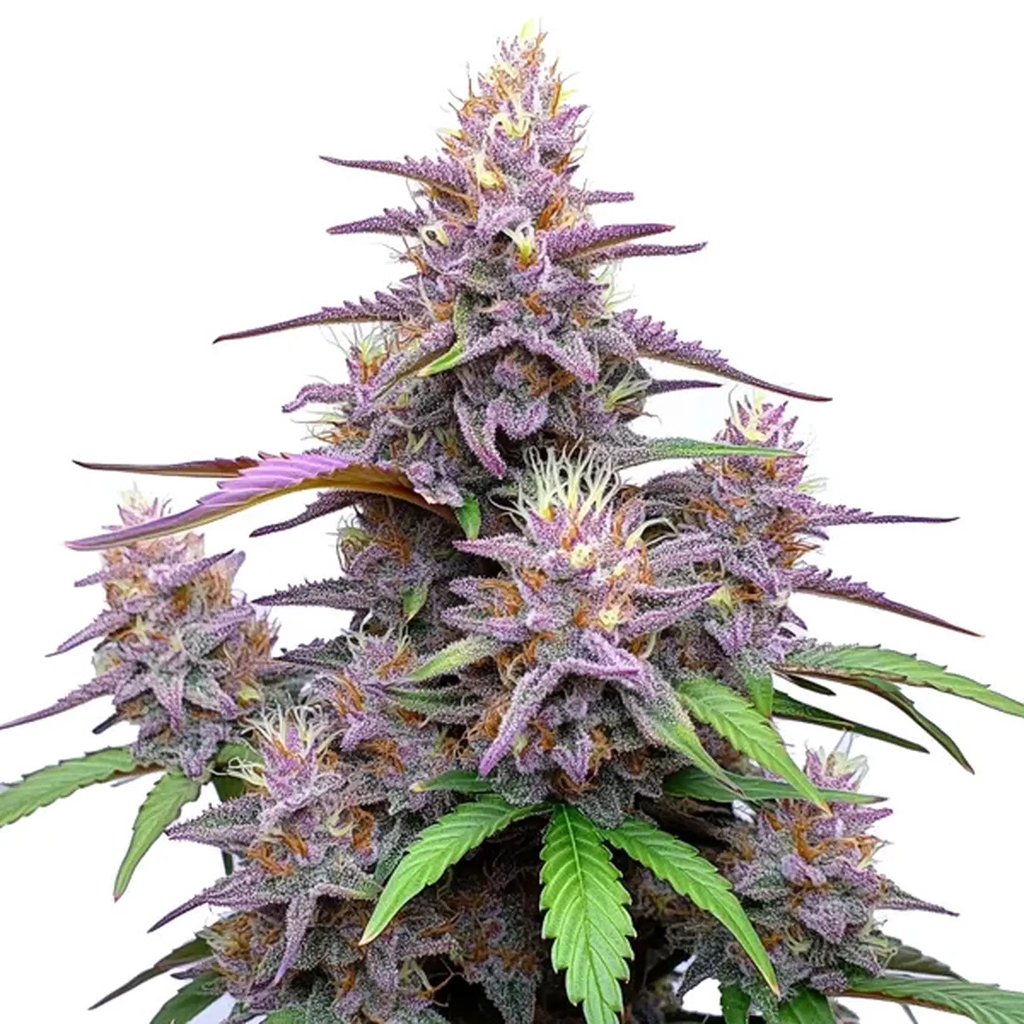 Gorilla Purple Auto-3 Stück