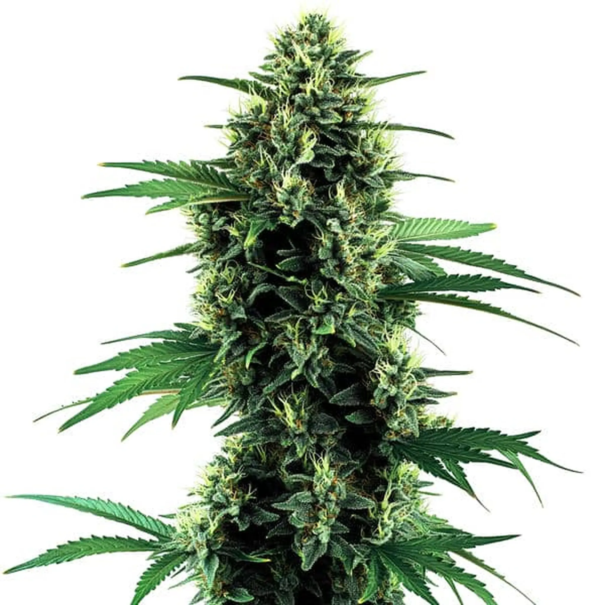 Northern Lights Auto-3 Stück