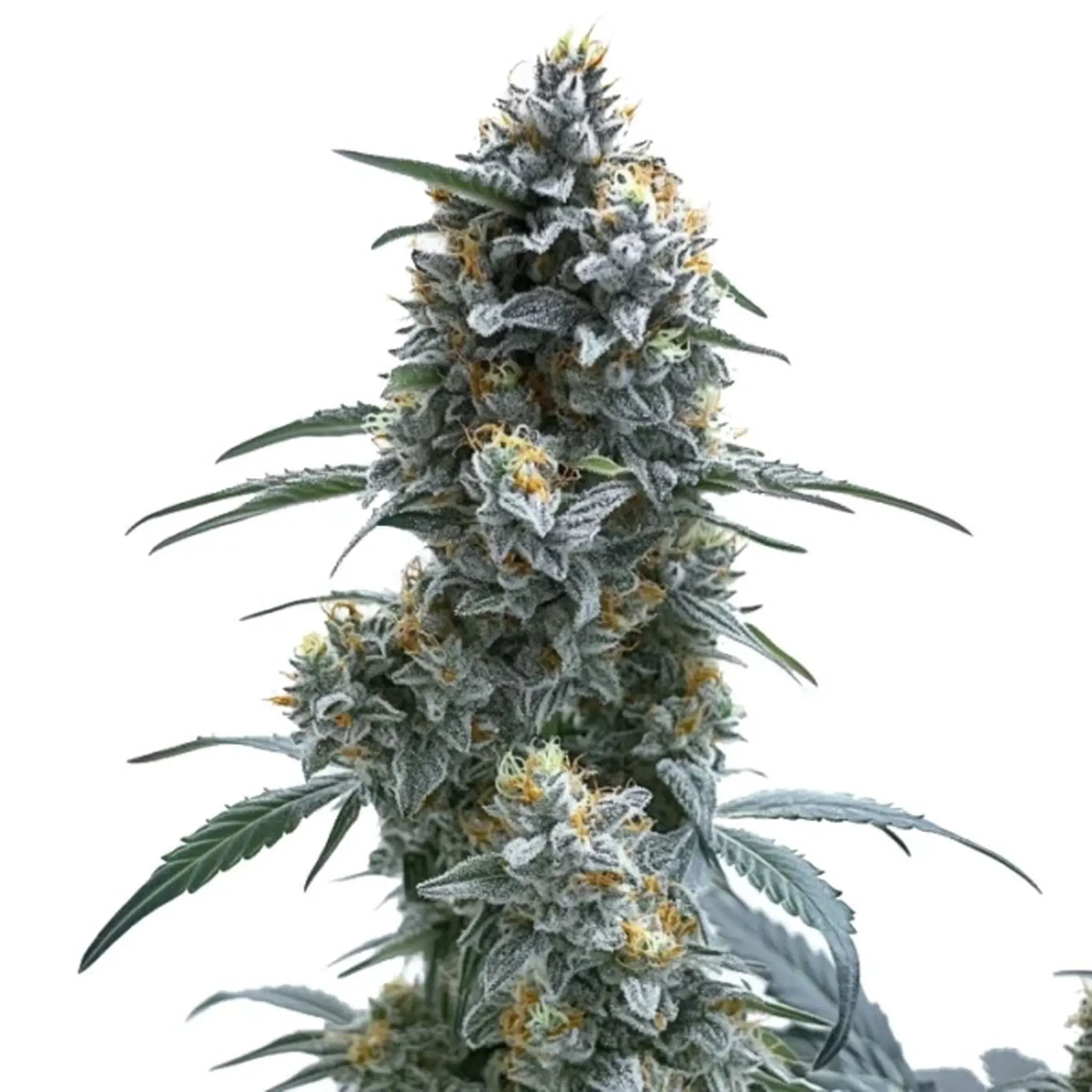Trainwreck Auto-3 Stück