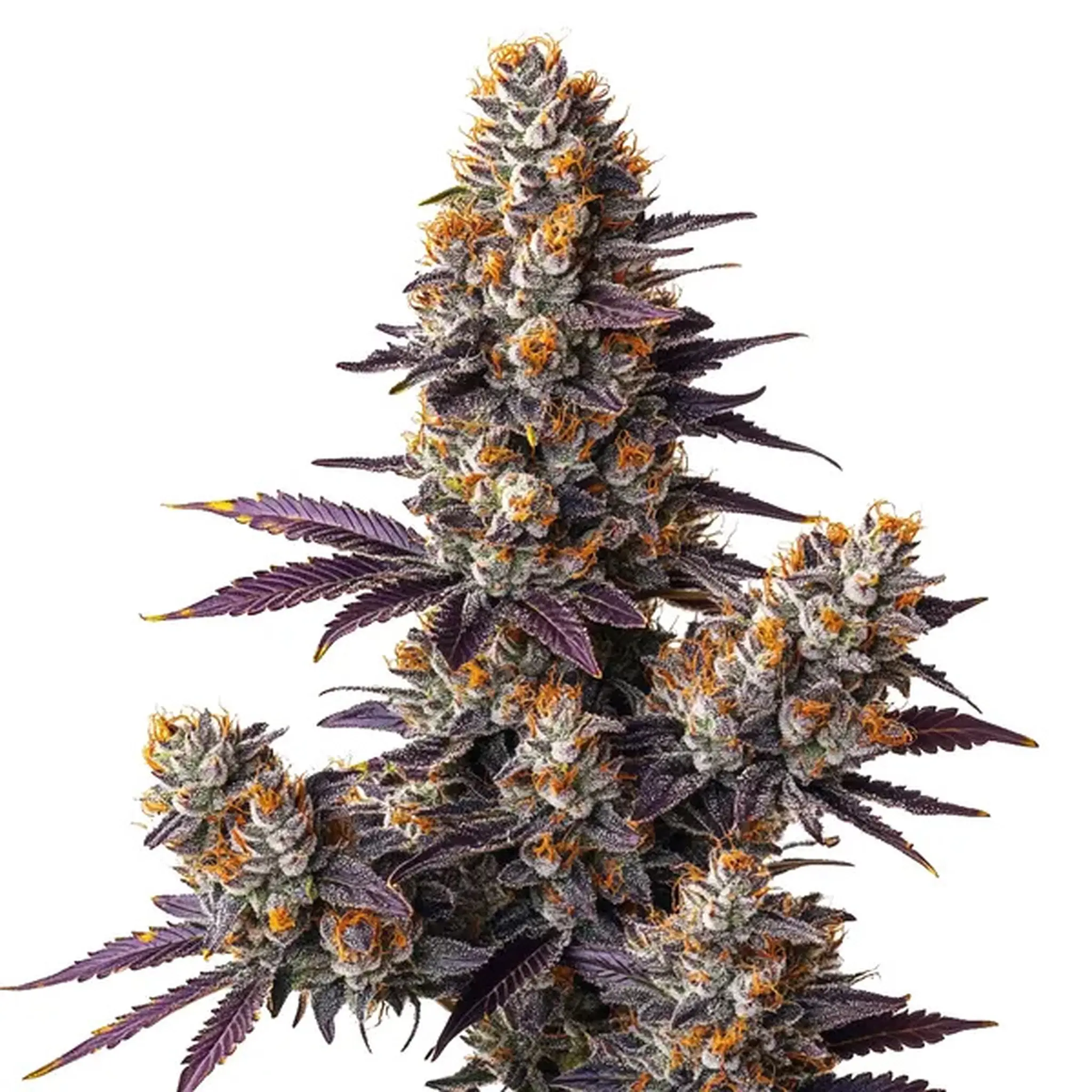 Tropicana Cookies Purple Auto-3 Stück