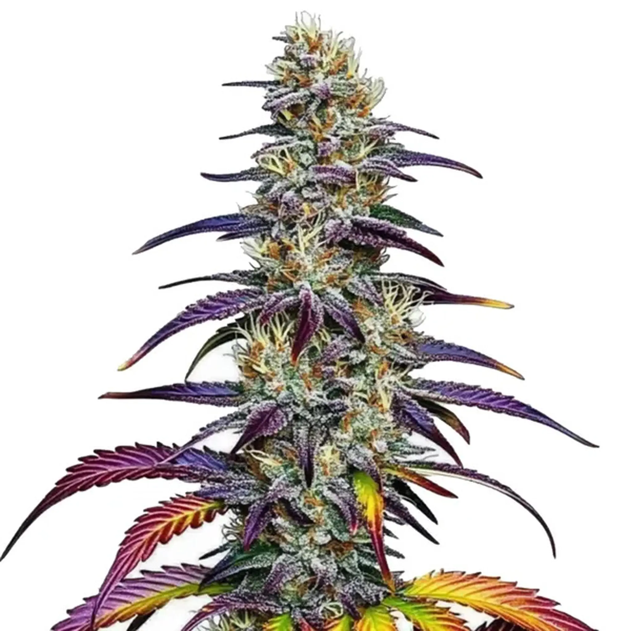 Blue Dream-3 Stück