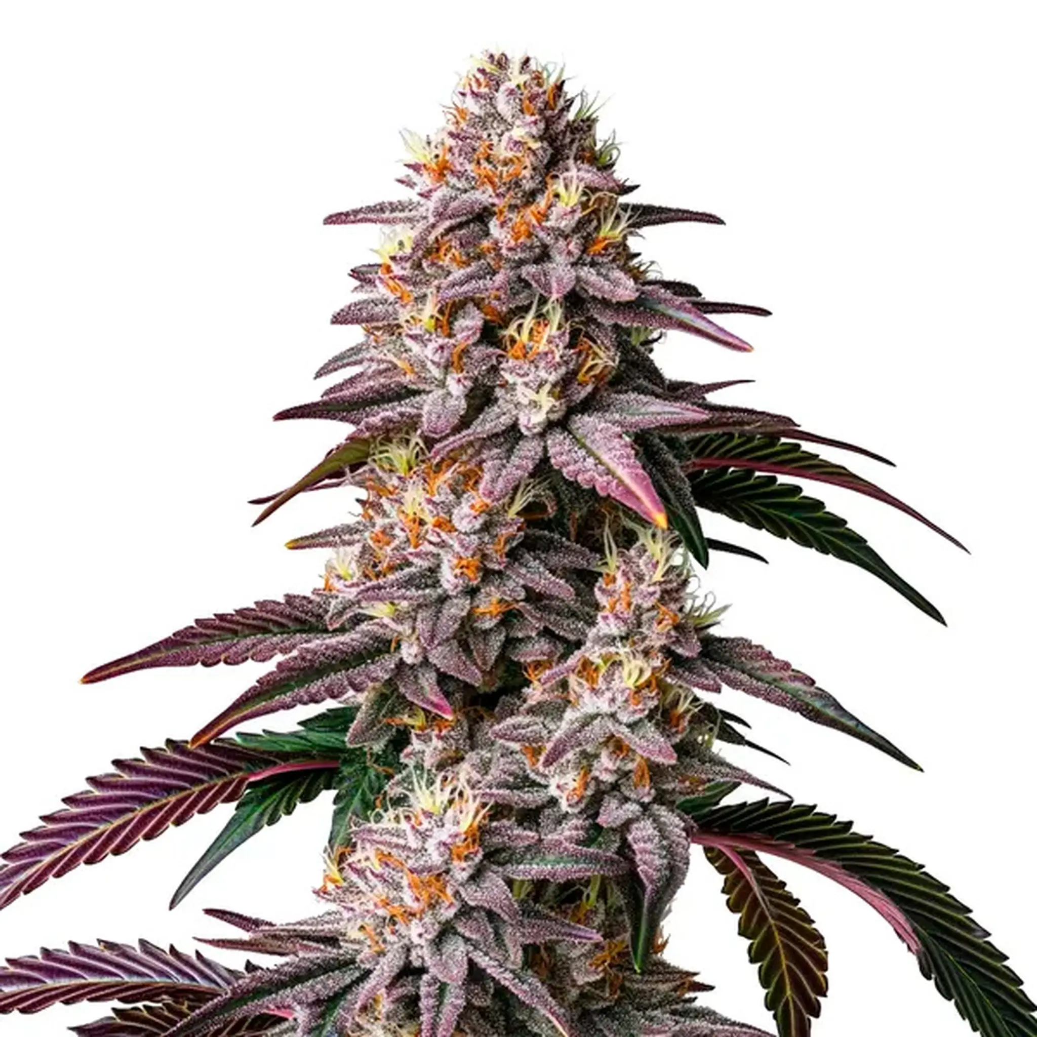 Gelato 41-3 Stück