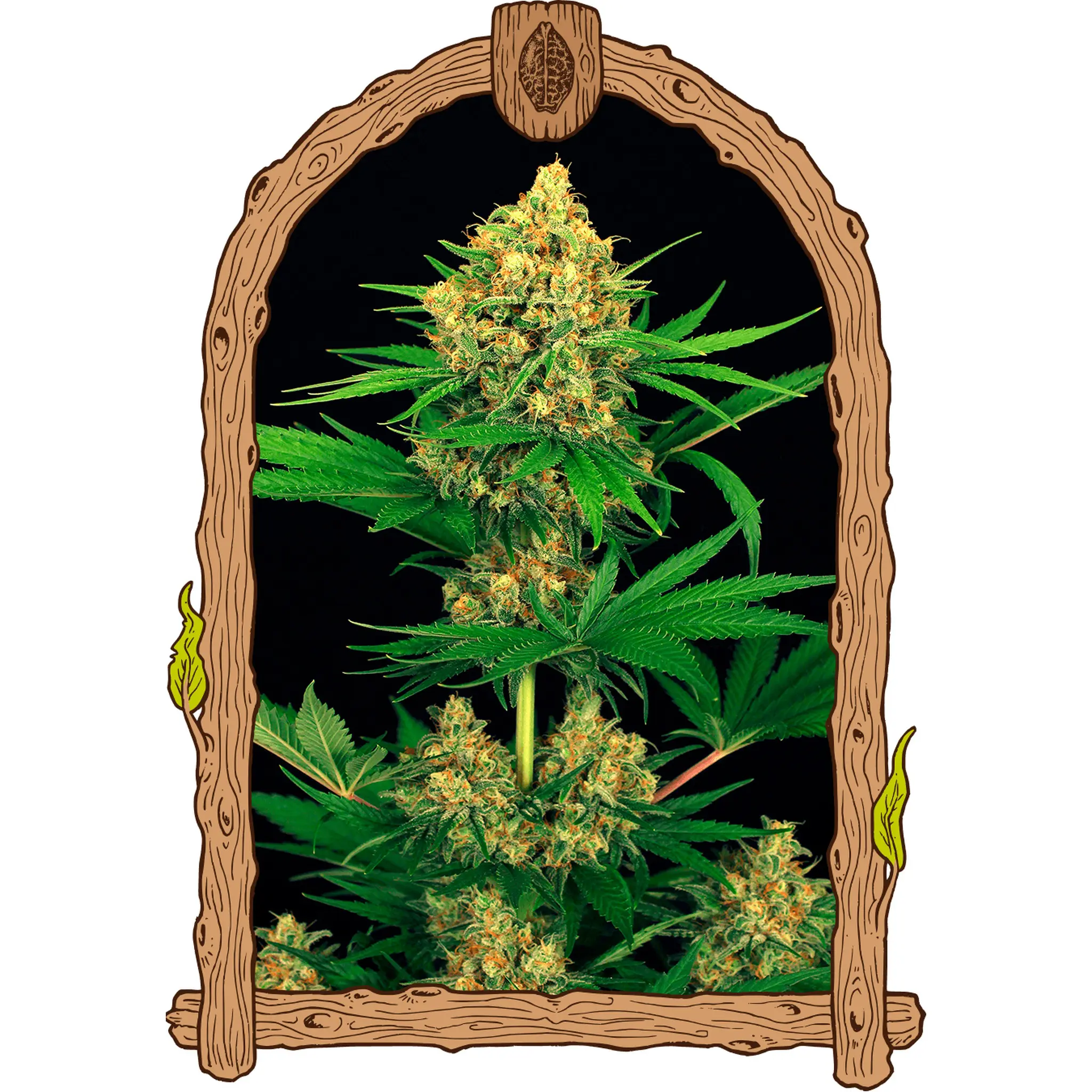 Tangerine Kush-3 Stück