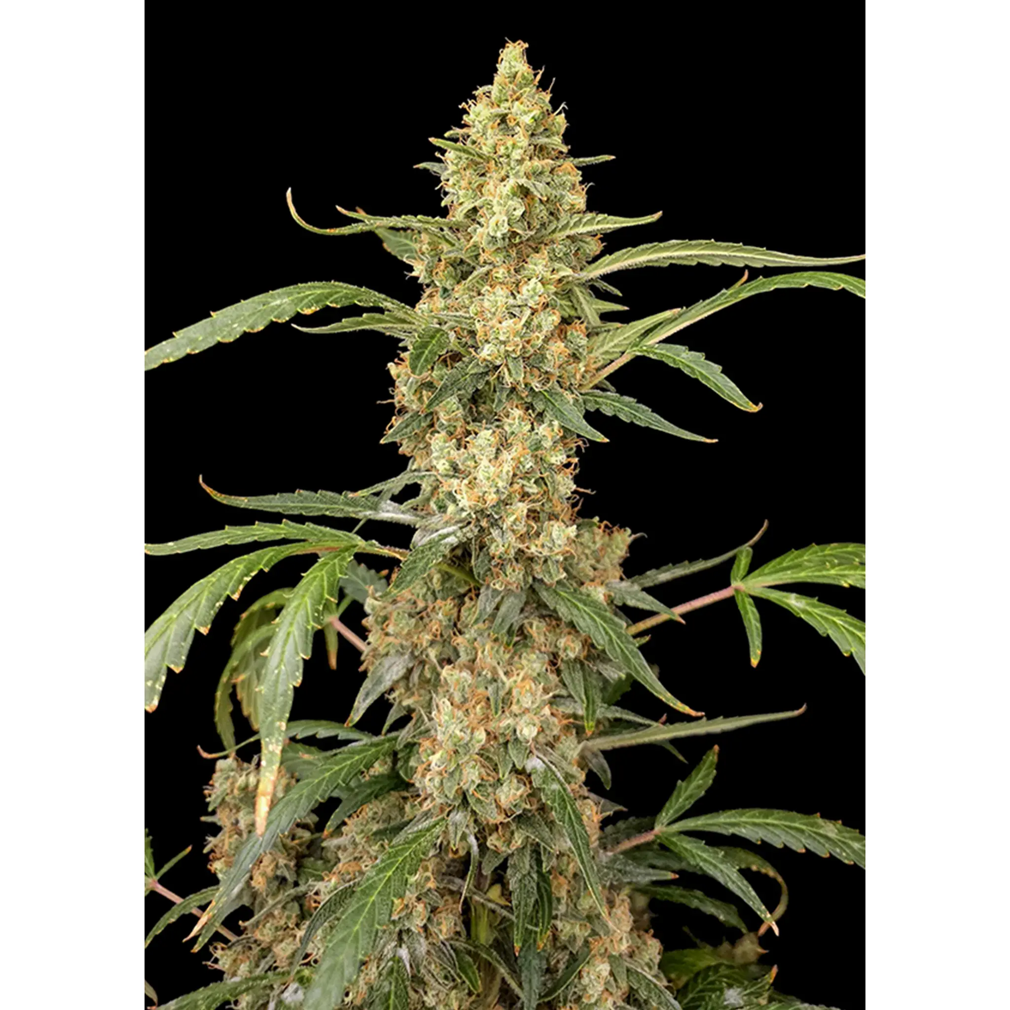 Gorilla GG#4 Auto-3 Stück