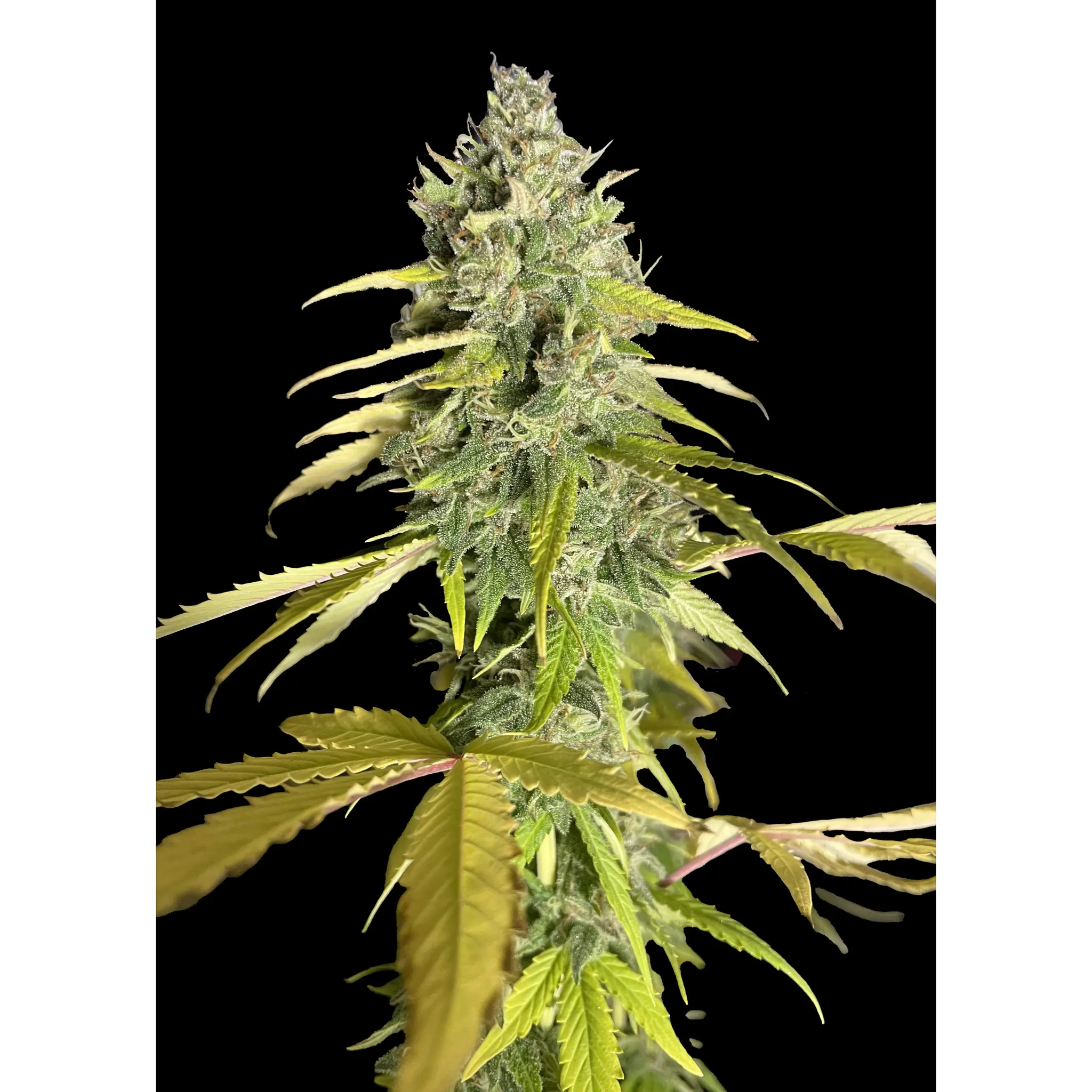 AK 2.0 Fast-10 Stück