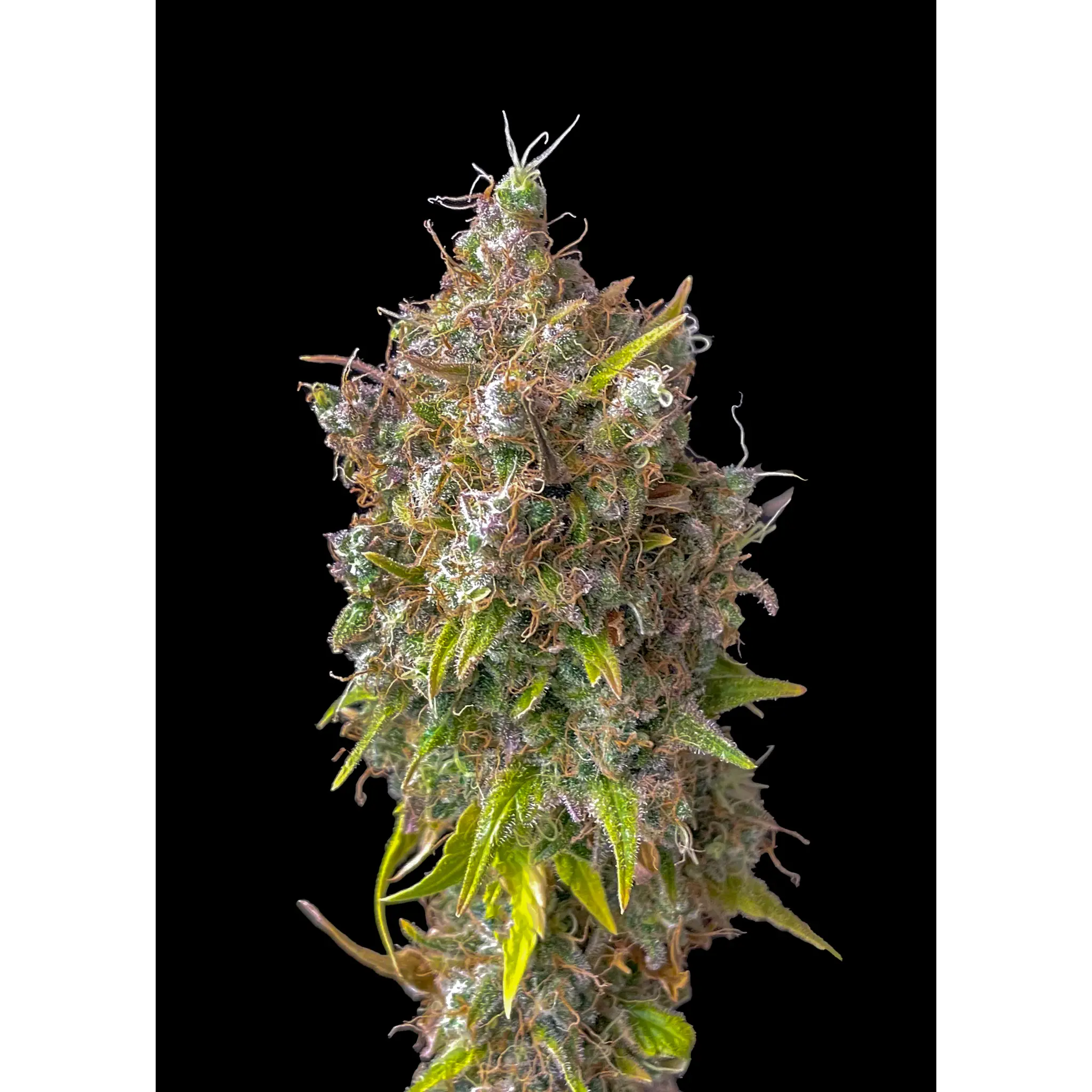 Gorilla Cookies -3 Stück