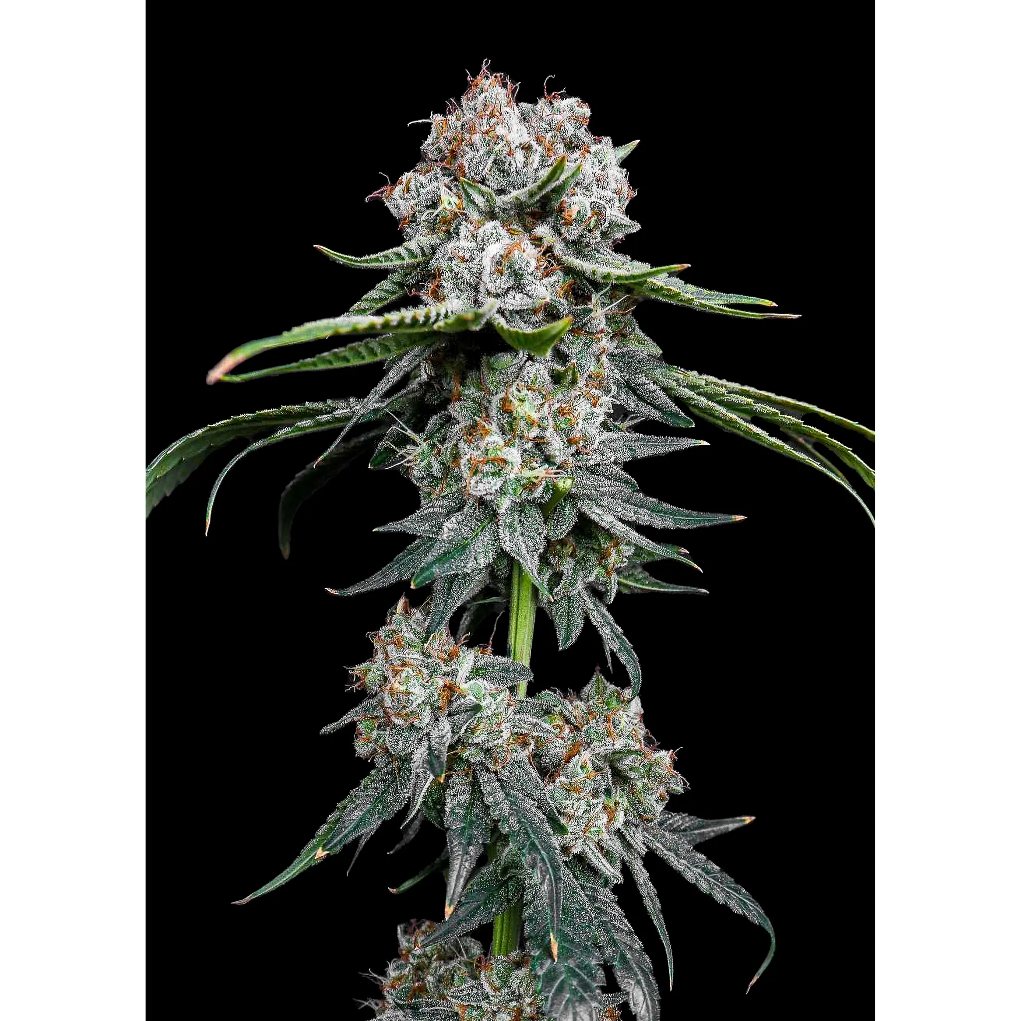 Miracle Alien Cookies (MAC)-3 Stück