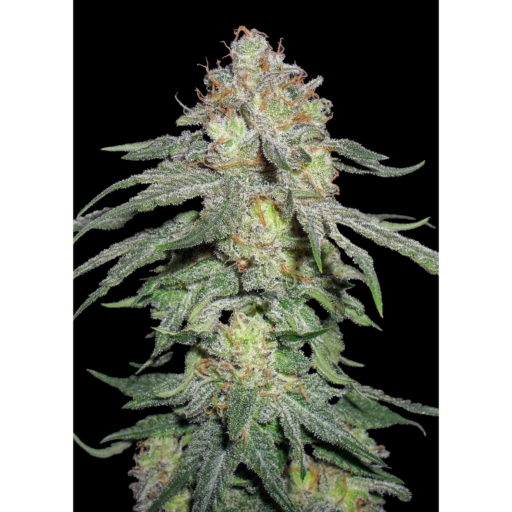 Monster Kush-3 Stück
