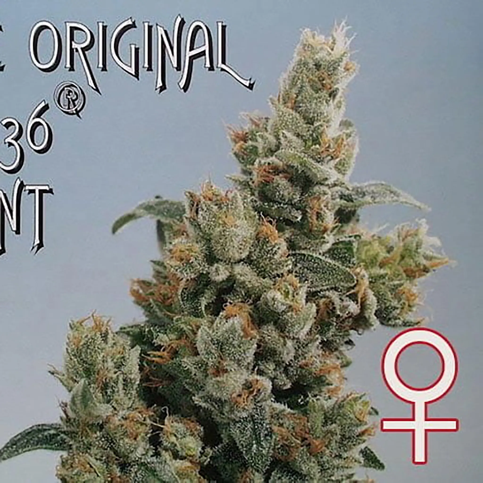 KC 36 Feminized-5 Stück