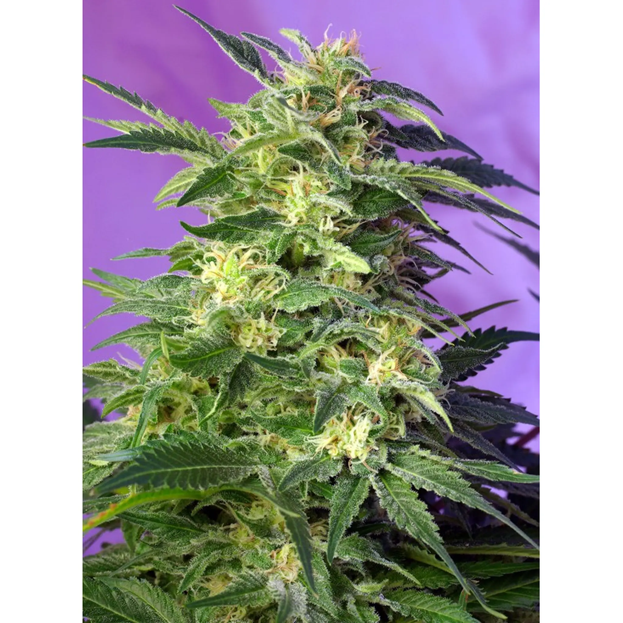 Killer Kush Auto-3+1 Stück