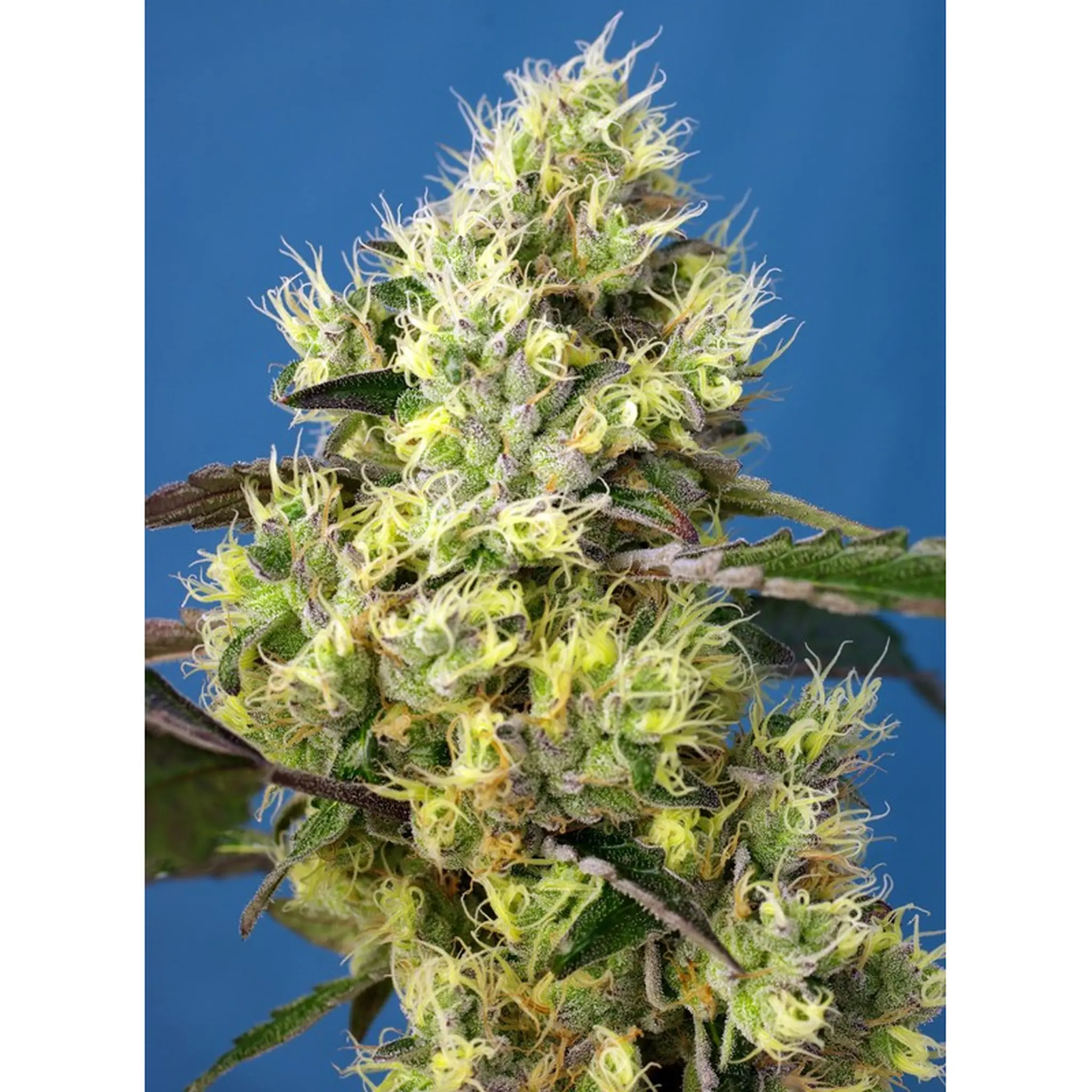 Sweet Gelato Auto-100 Stück