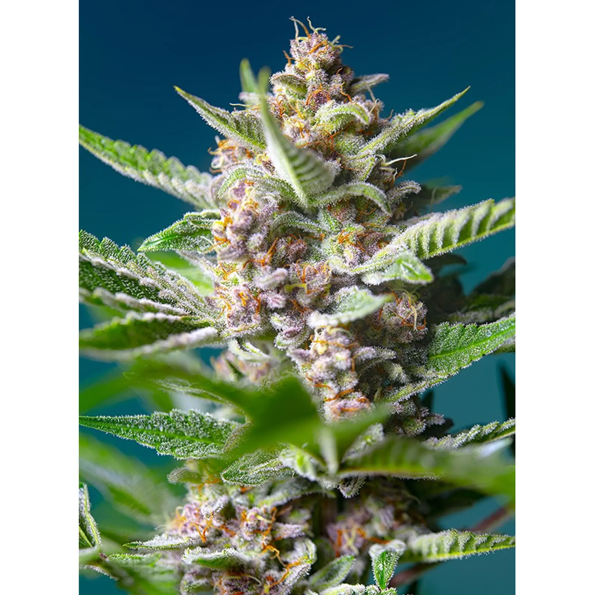 Purple Punch OG-3+1 Stück