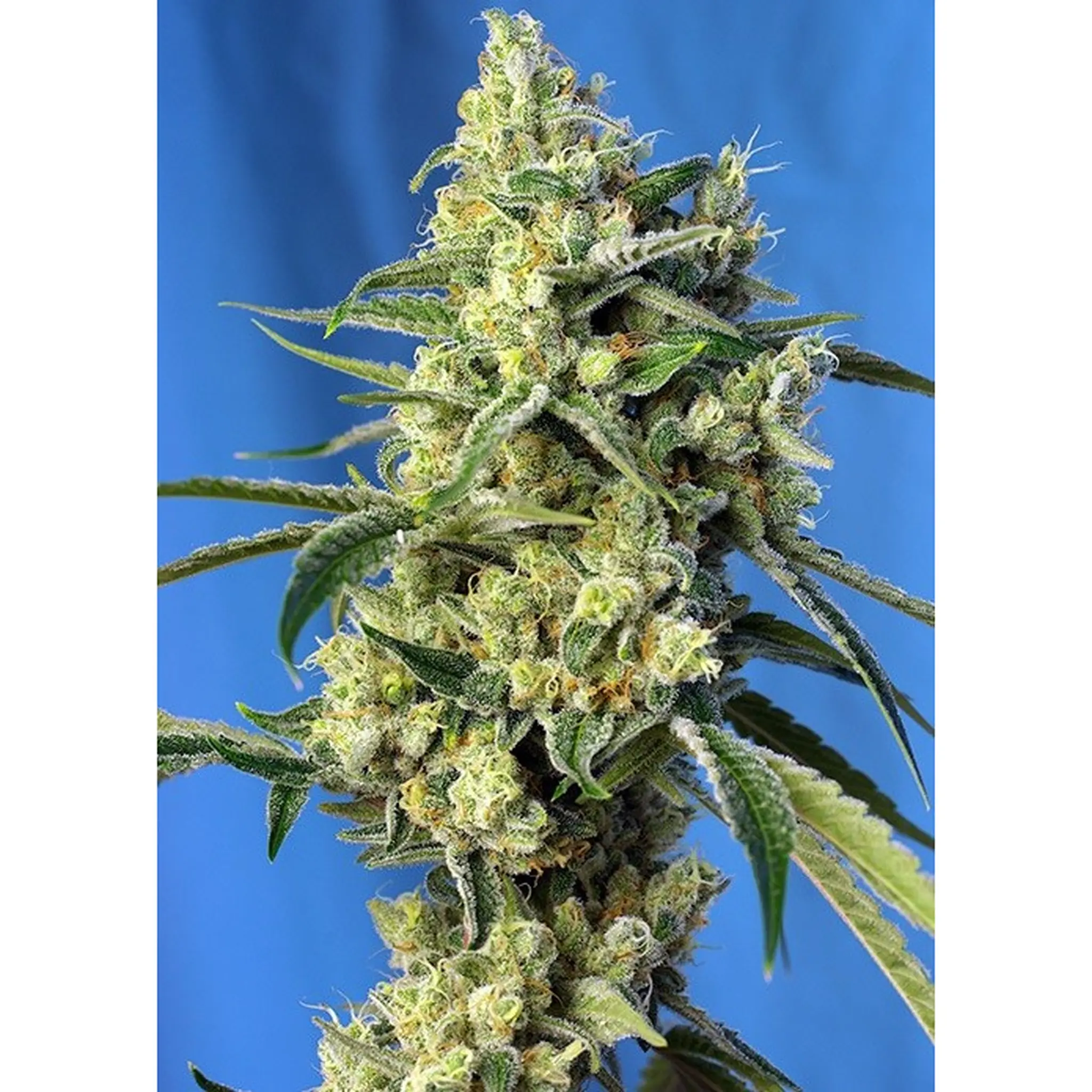 Sweet Amnesia Haze-3+1 Stück