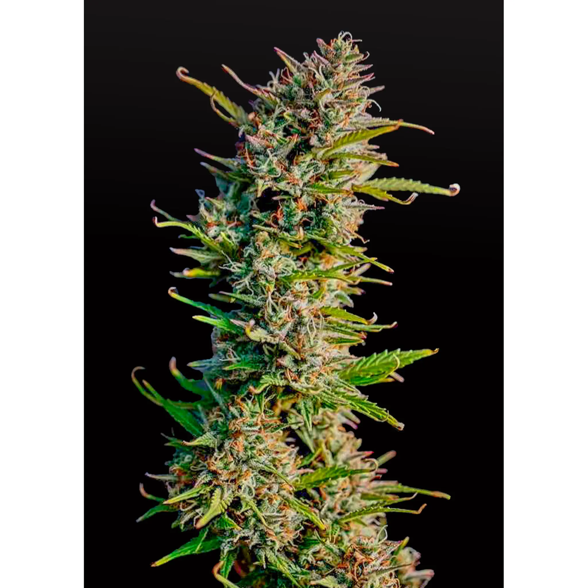 Blue Dream Auto-3 Stück