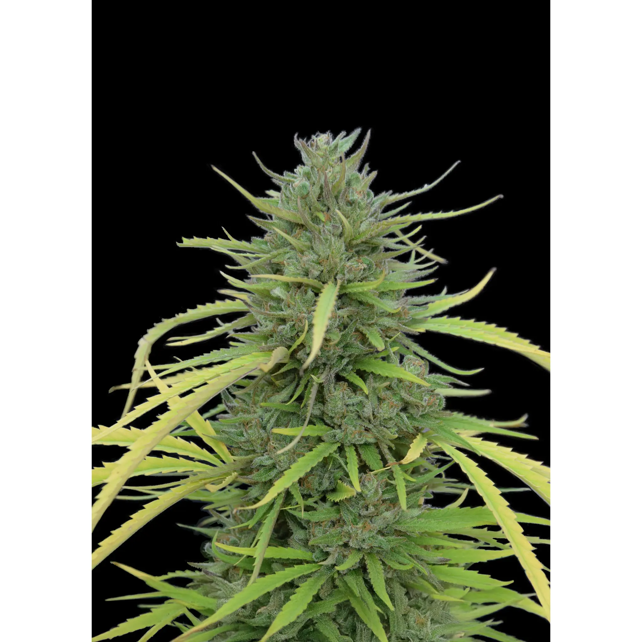 Caramel CBD-3 Stück
