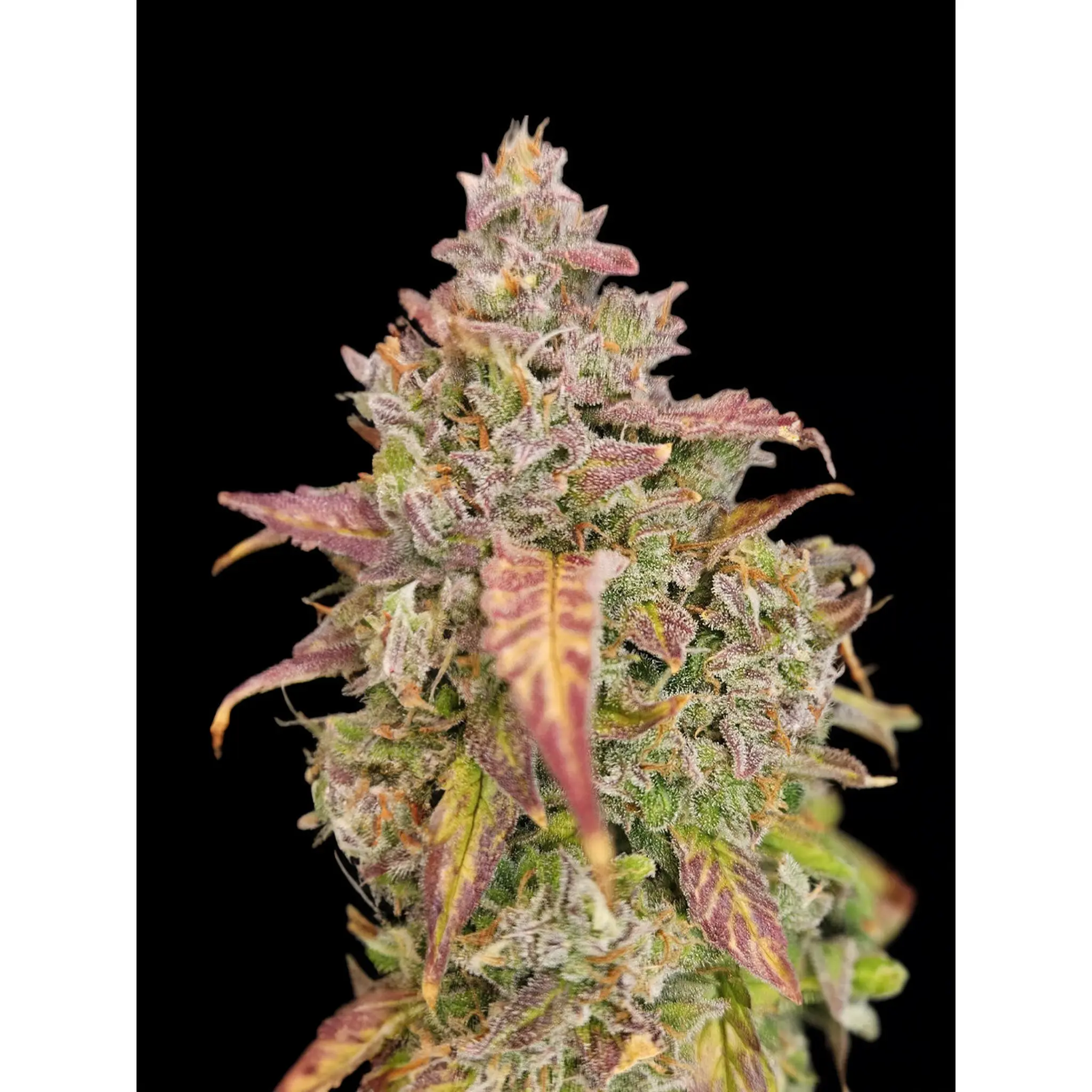 Cherry Cookies Auto-3 Stück