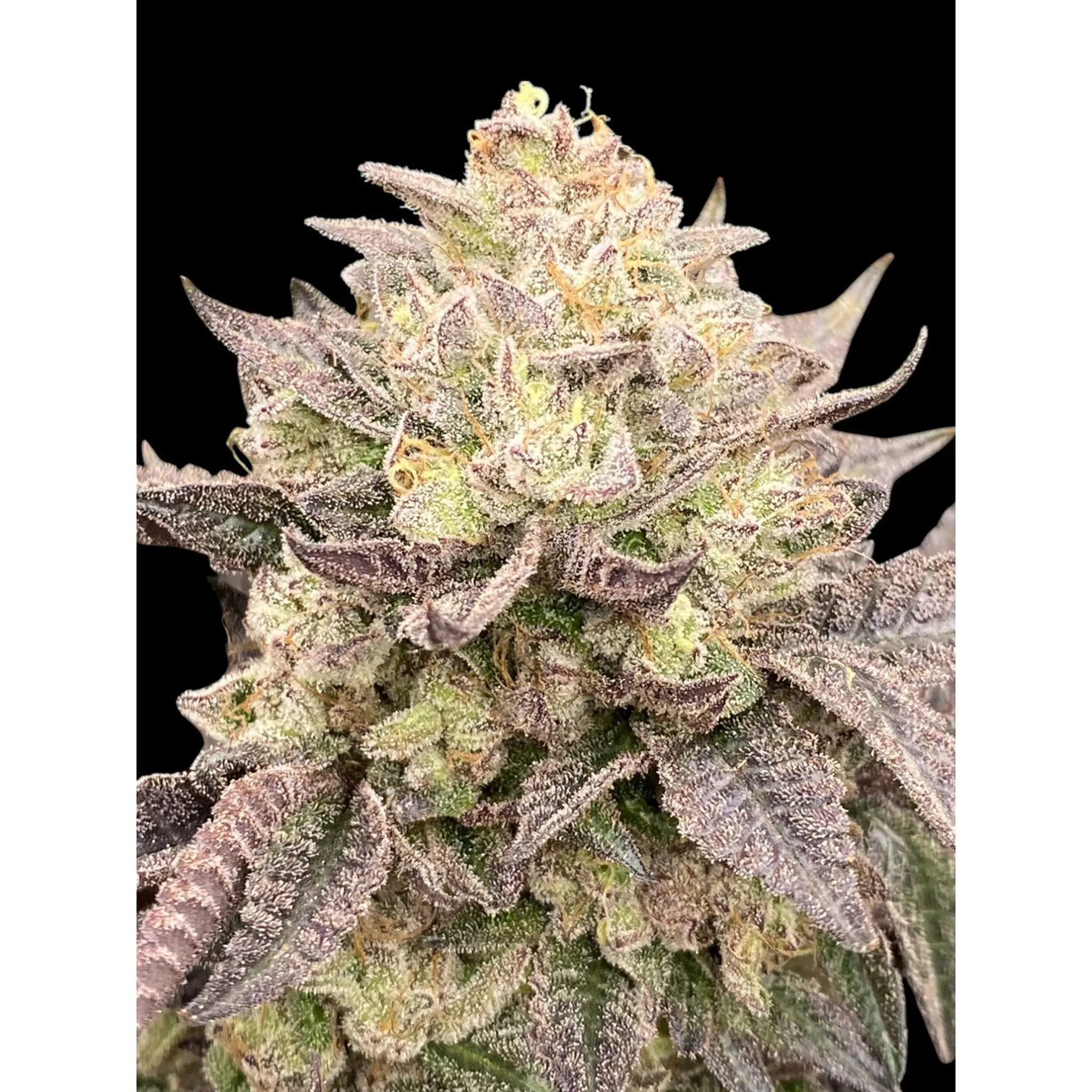 Kush Mints-3 Stück