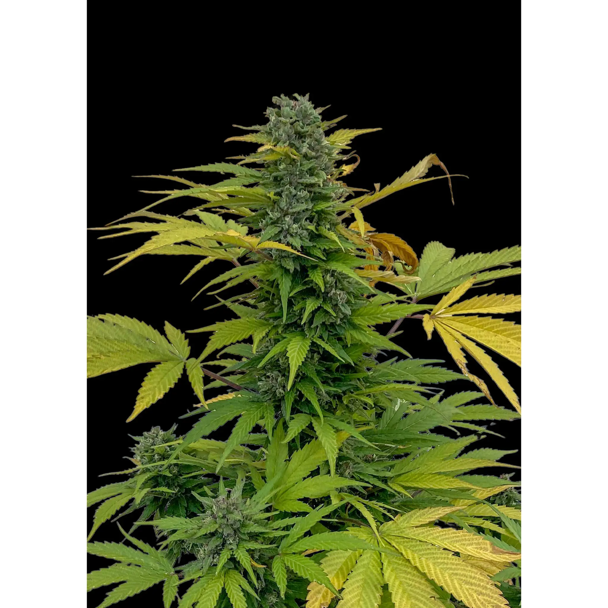Lemon Peach CBD Auto-3 Stück
