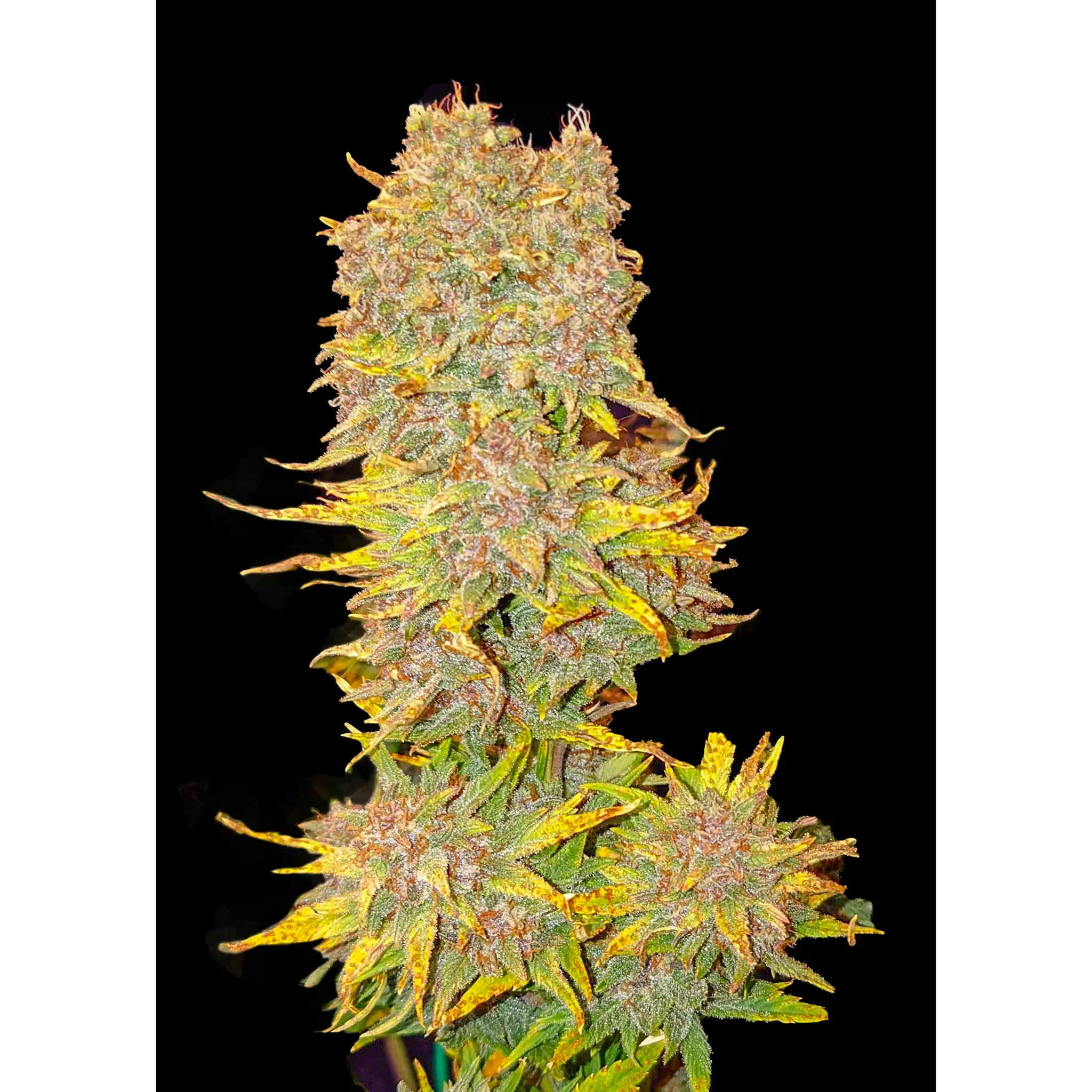 Purple Cookies XL Auto-3 Stück