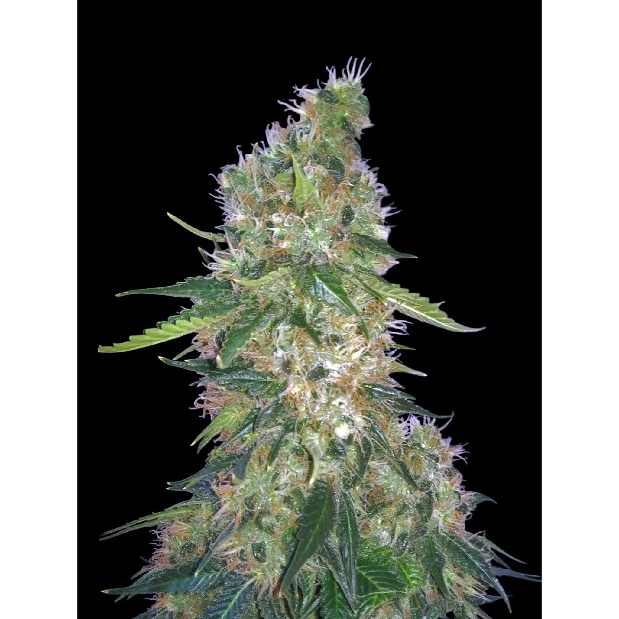 Tahoe OG-3 Stück
