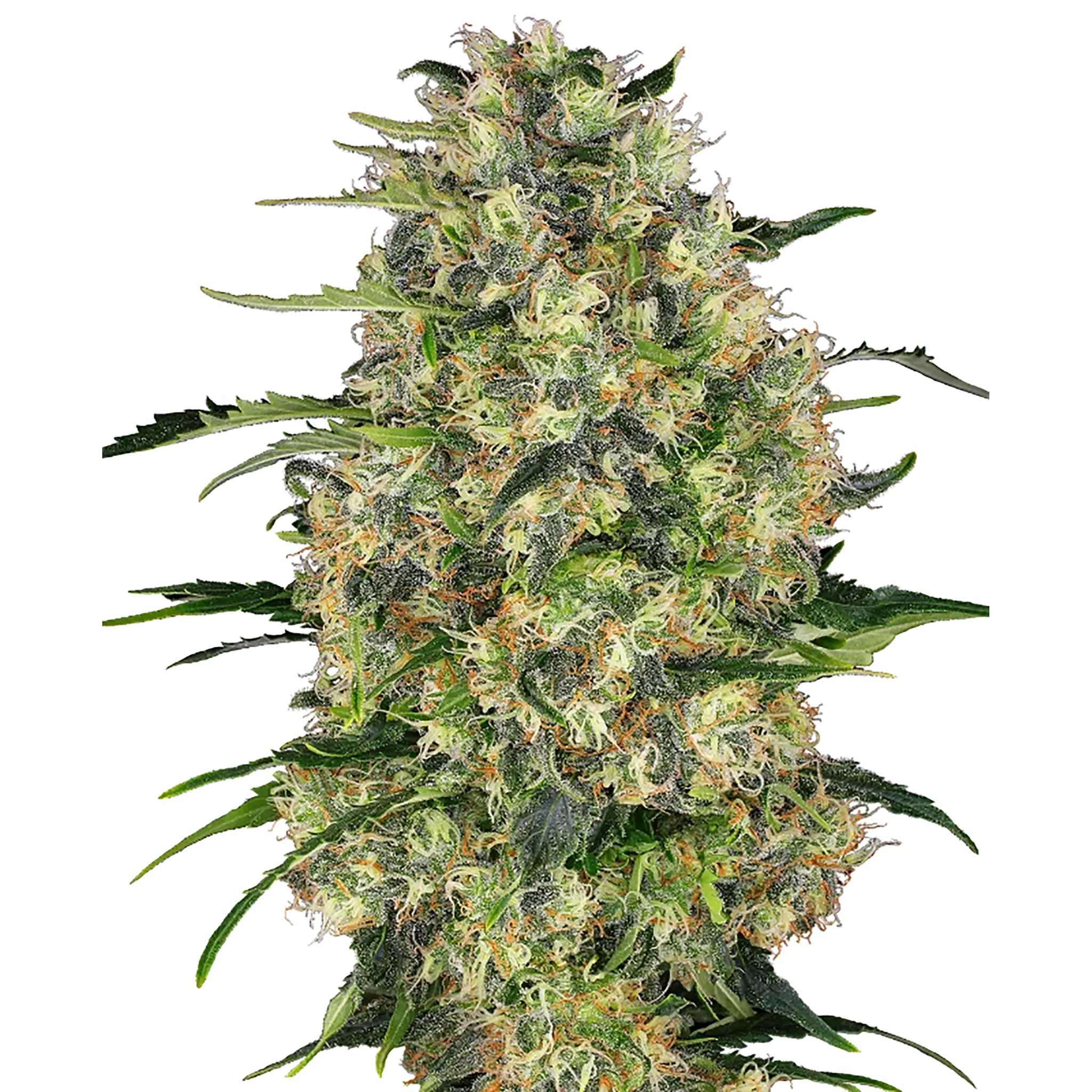 Black Domina-3 Stück