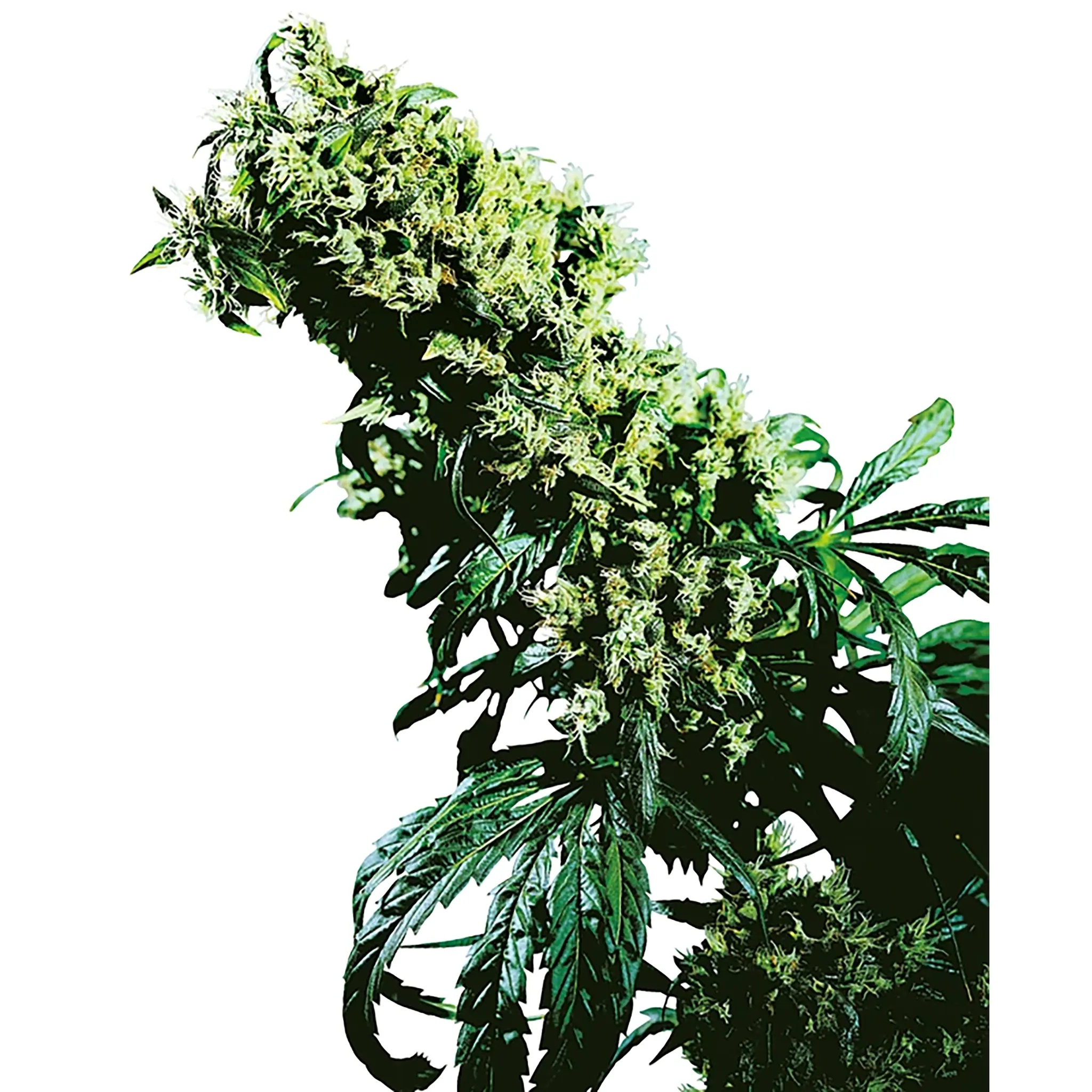 Northern Lights #5 x Haze-1 Stück