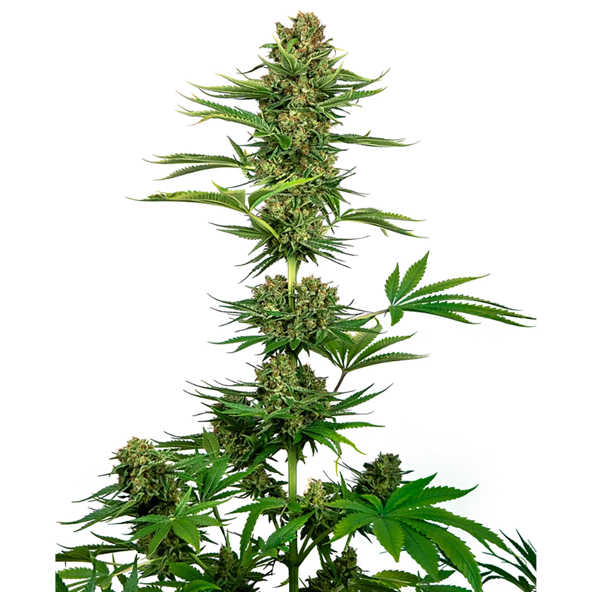 Satin Black Domina CBD-3 Stück