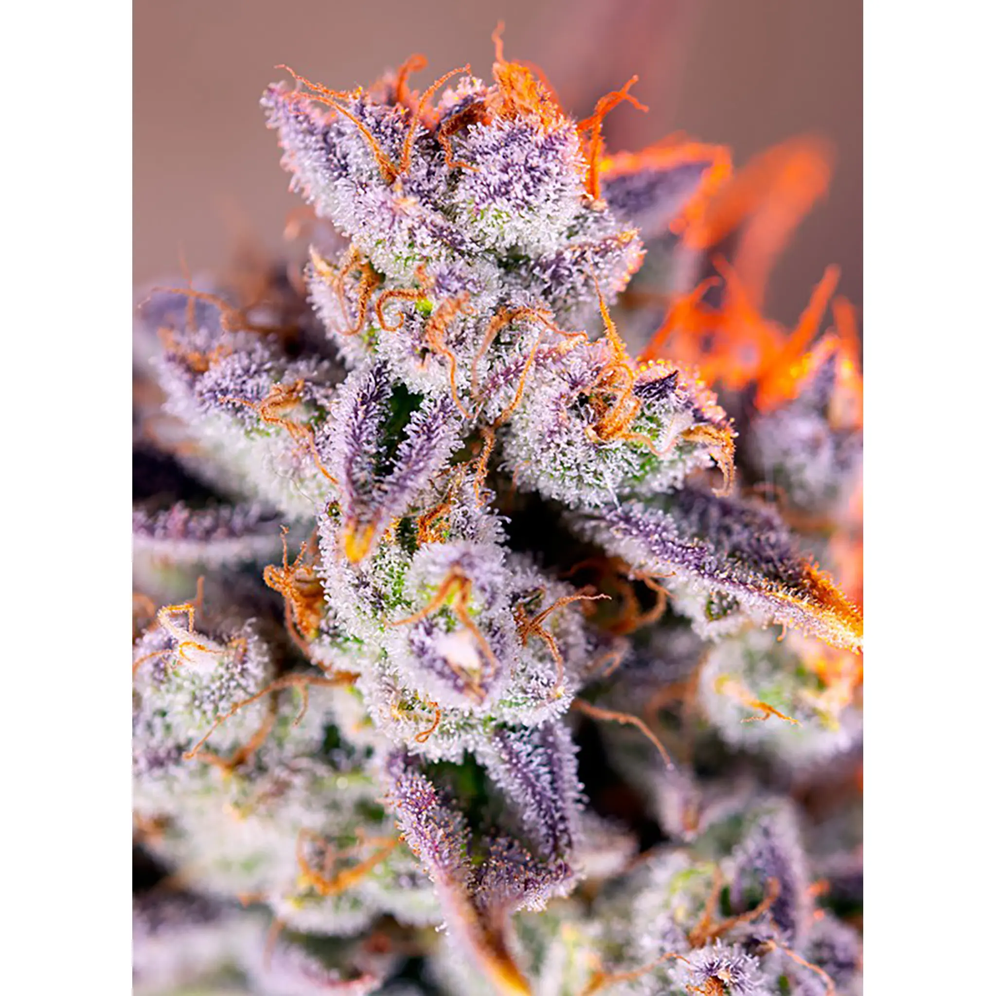 Tropicanna Poison XL Auto-3 Stück