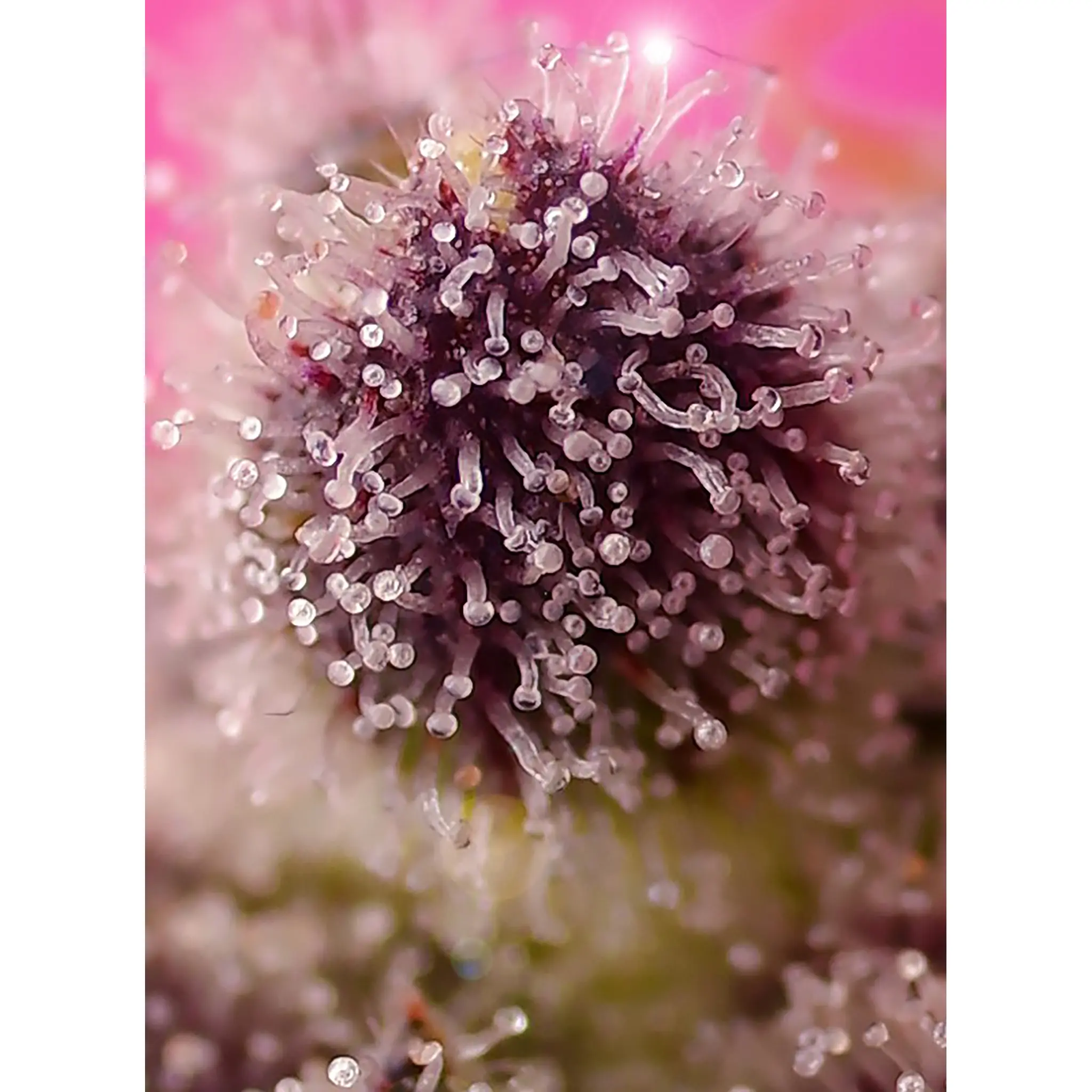 Tropicanna Poison XL Auto-3 Stück-